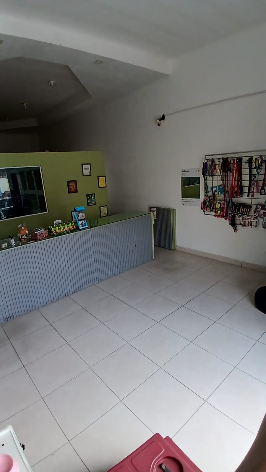 Cachorro recebendo cuidados