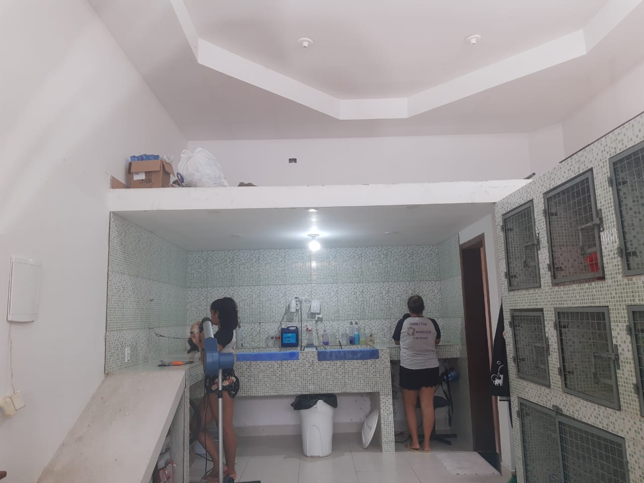 Cães em ambiente externo