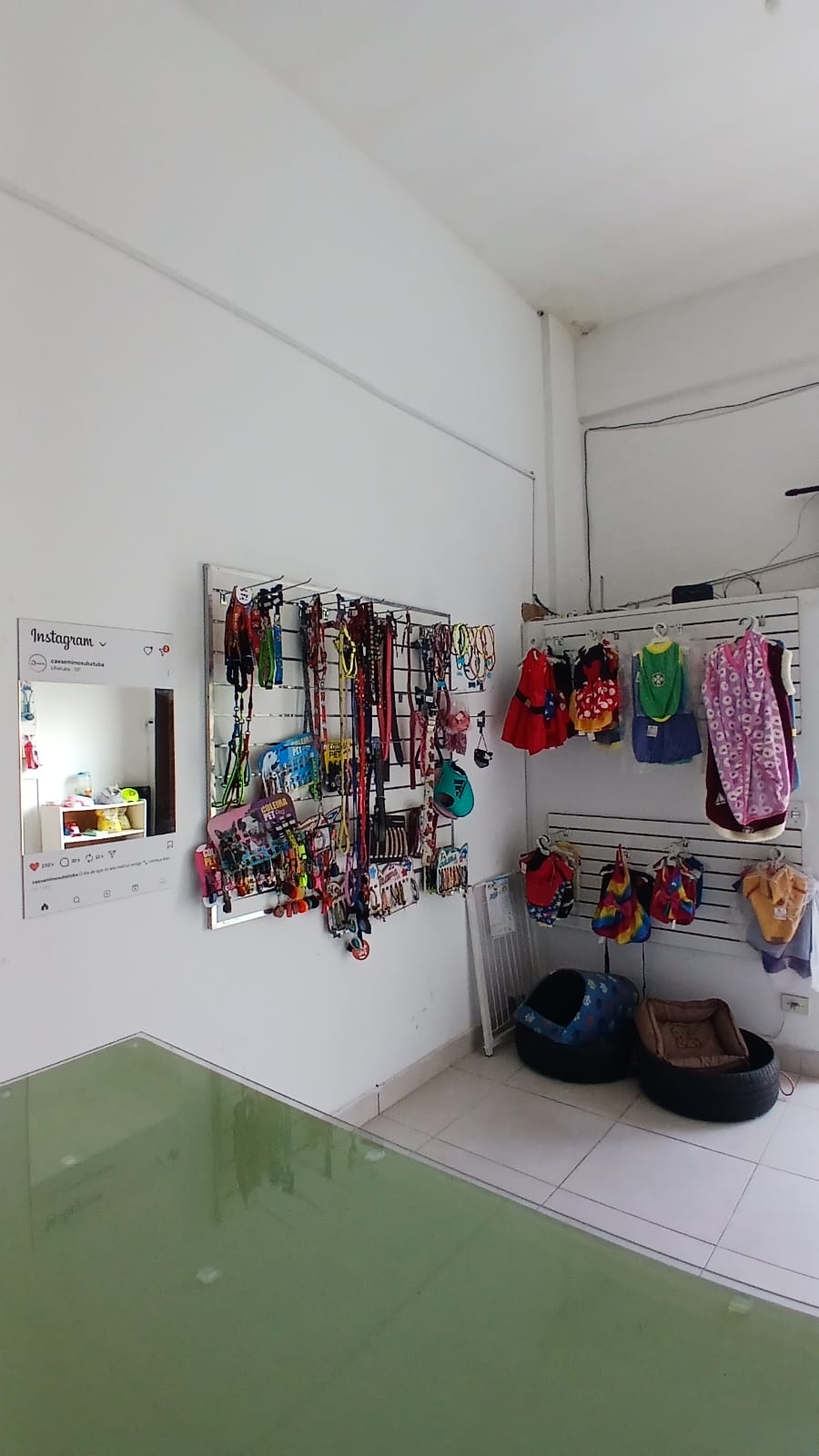 Cães em ambiente externo