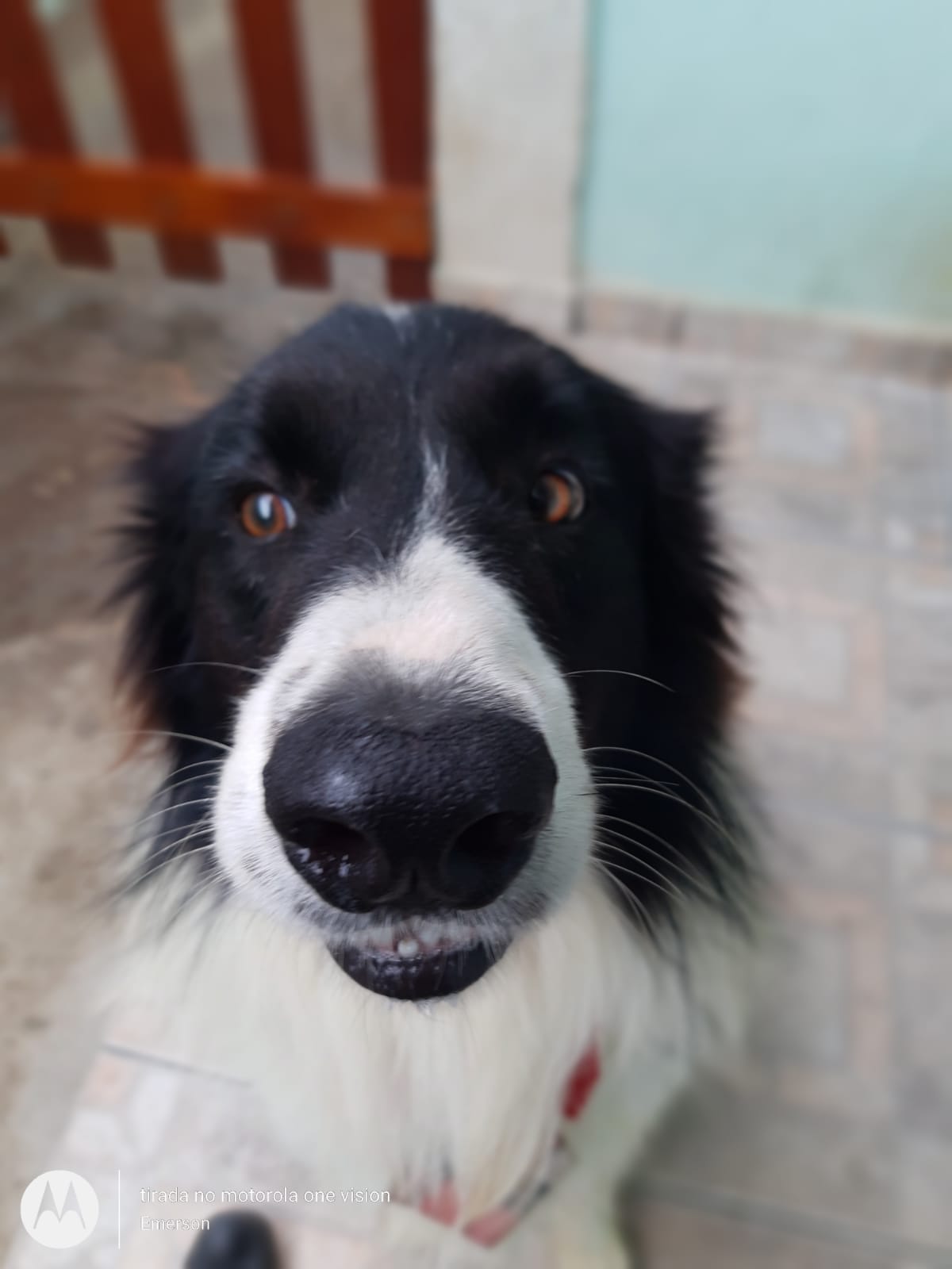 Pet - Brincalhões