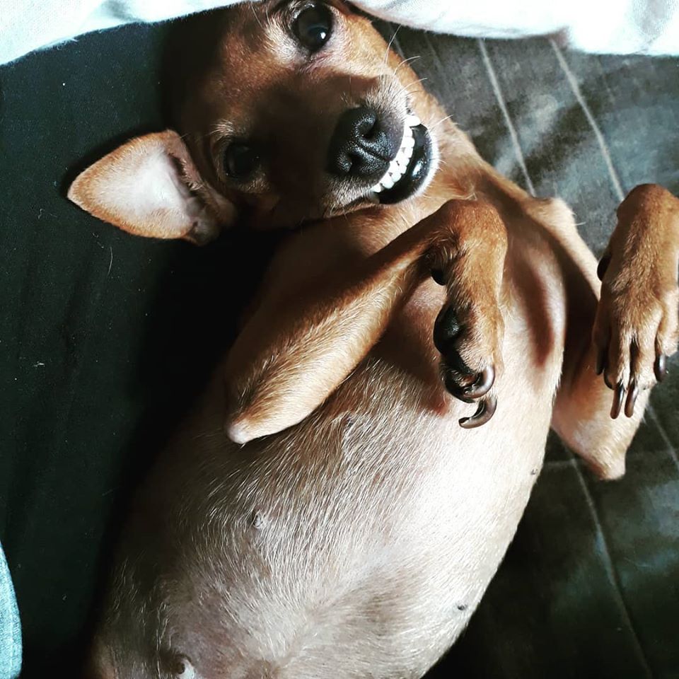 Pet - Brincalhões