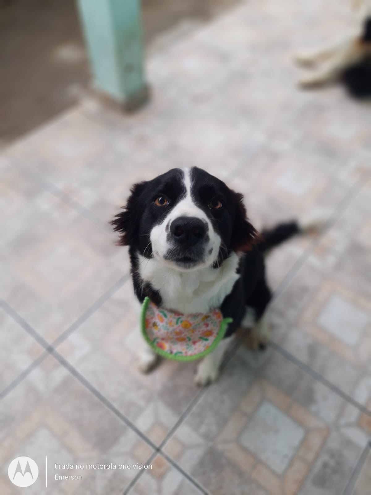 Pet - Brincalhões