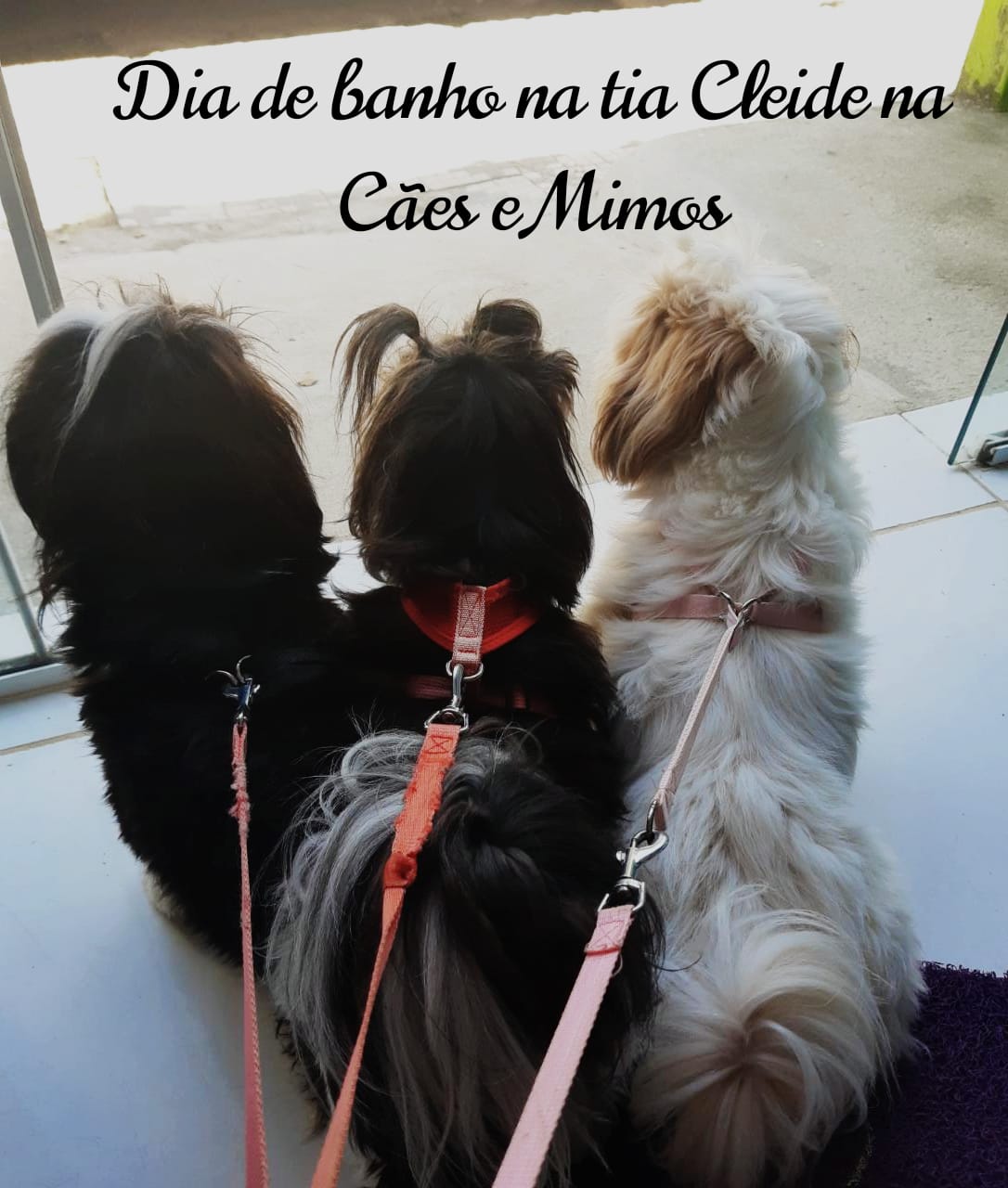 Pet - Brincalhões