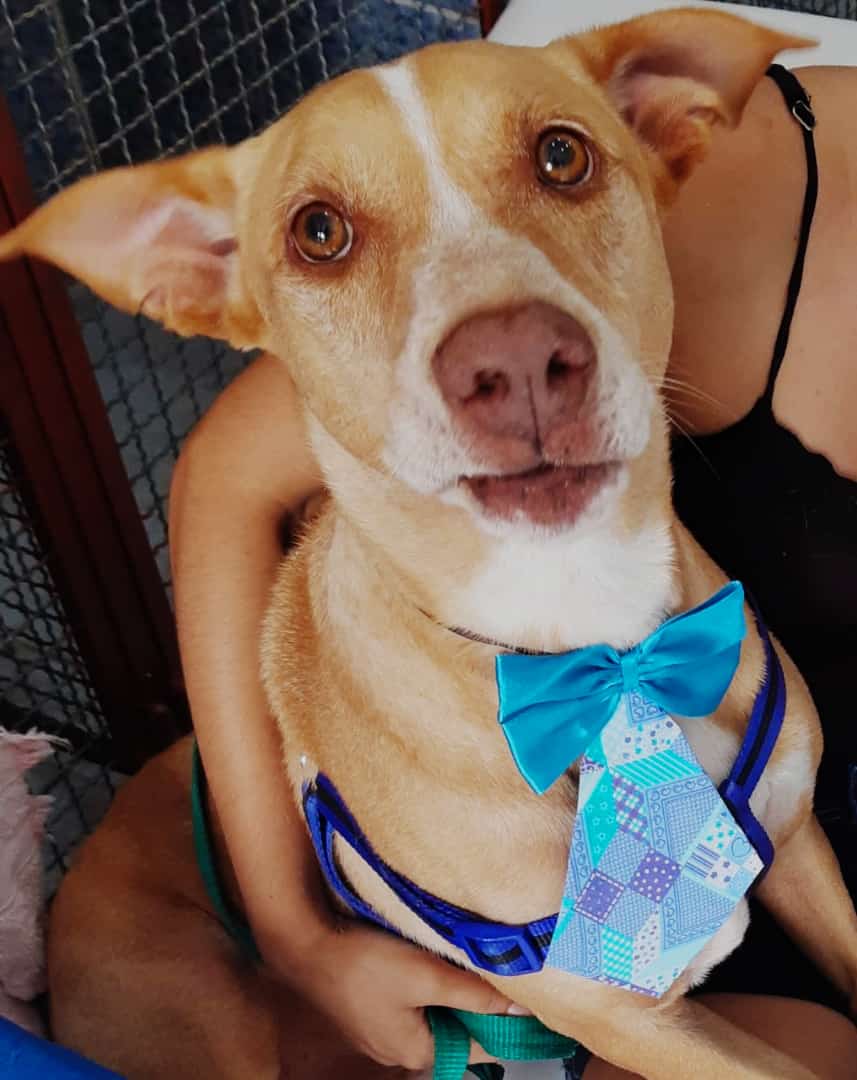 Pet - Brincalhões