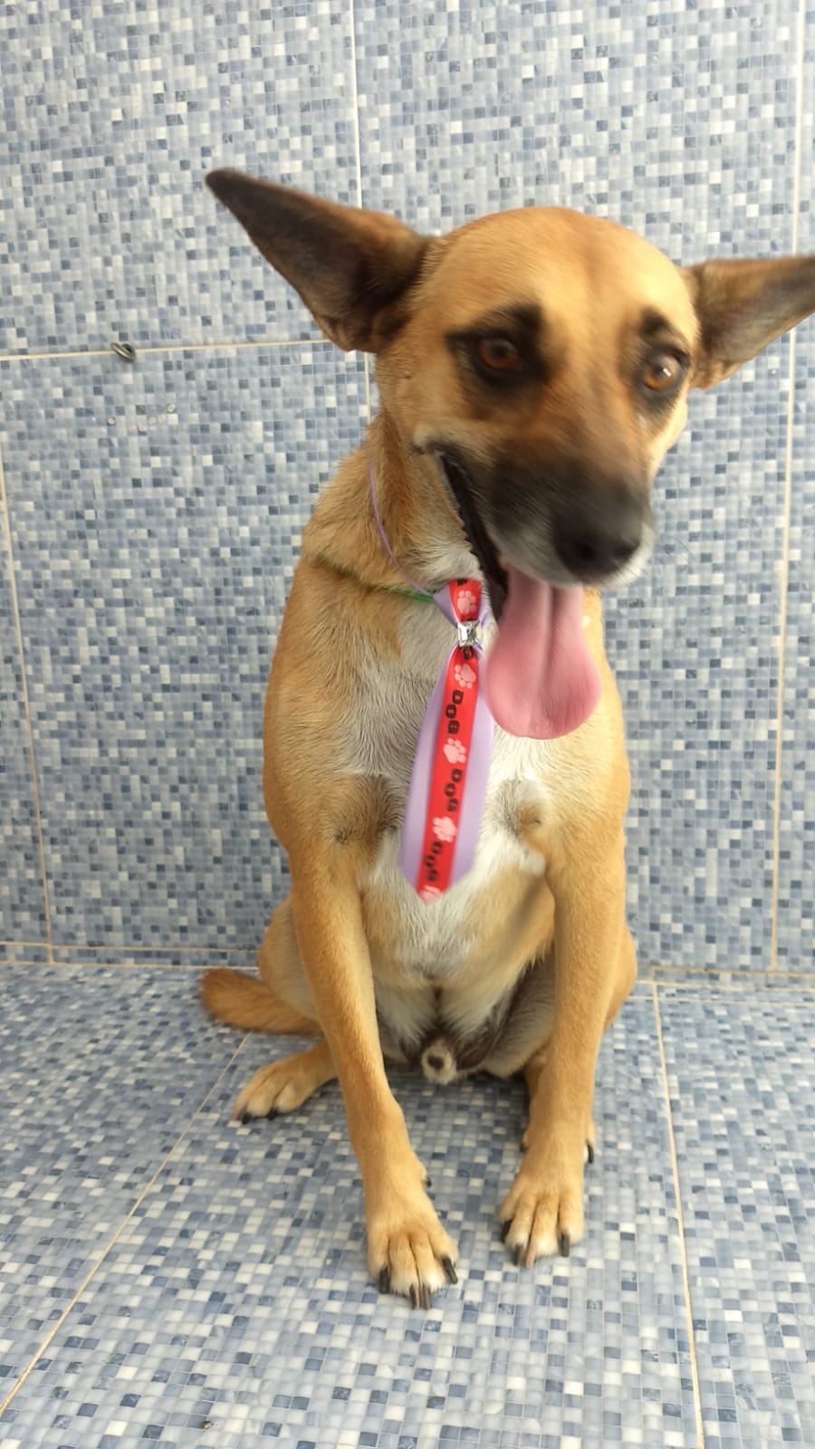 Pet - limpinhos
