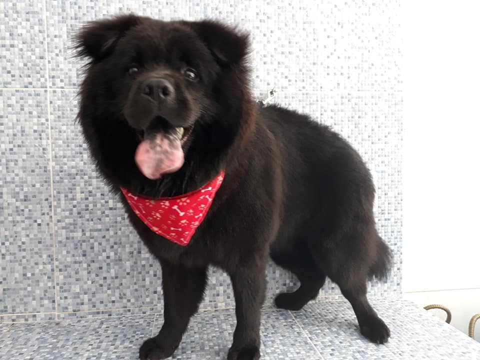 Pet - limpinhos