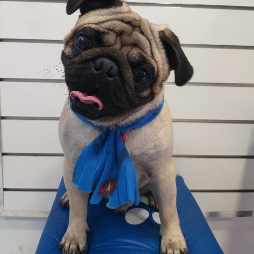 Pet - limpinhos