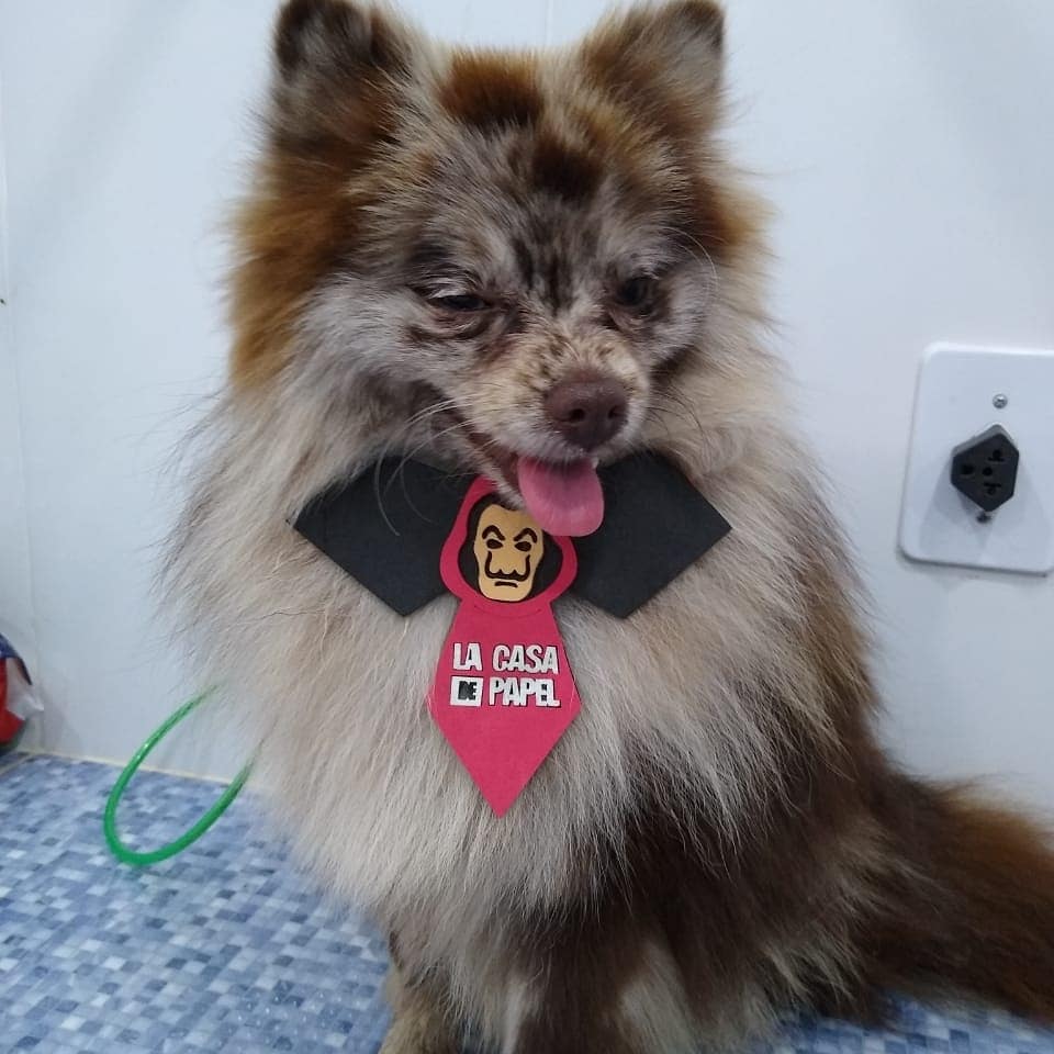 Pet - limpinhos