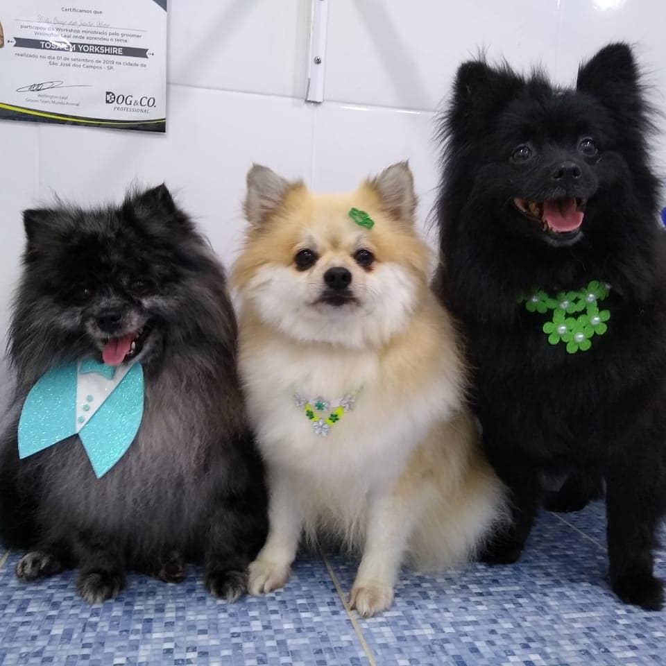 Pet - limpinhos