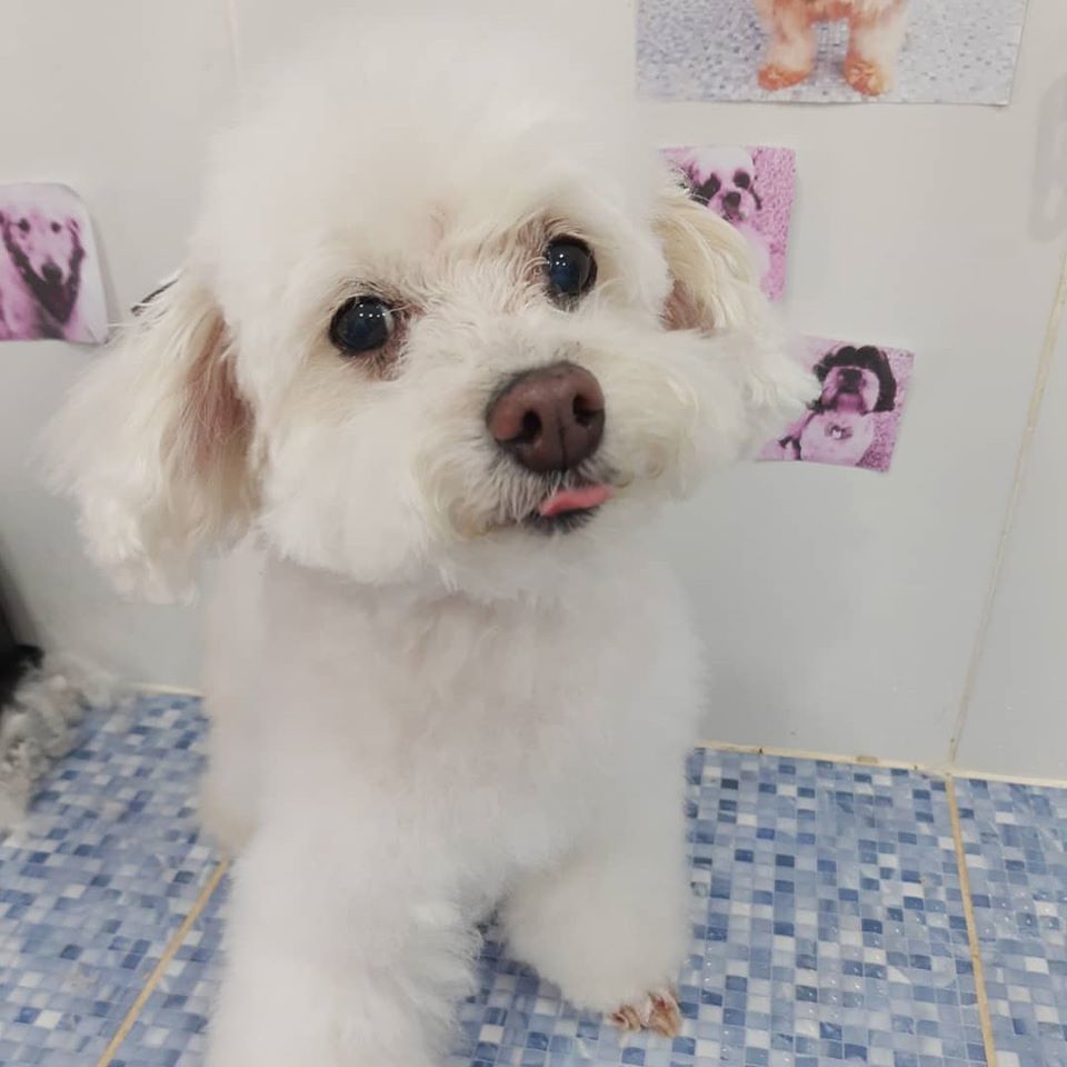 Pet - limpinhos