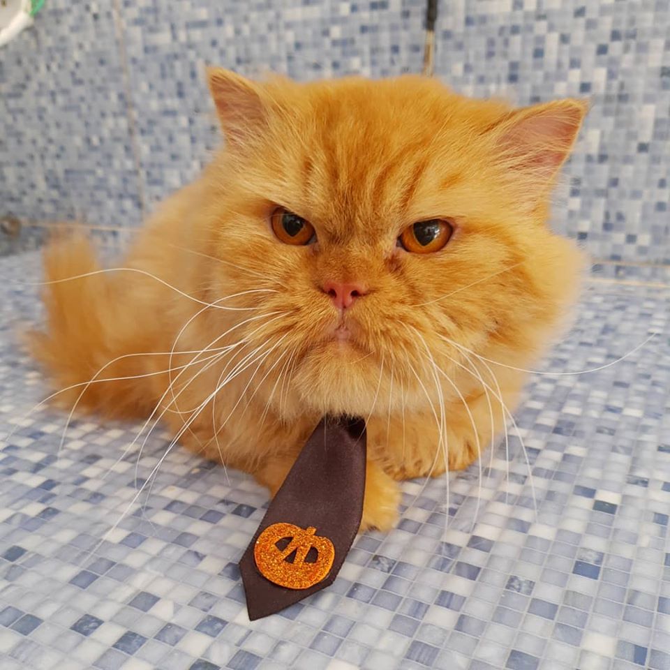 Pet - limpinhos