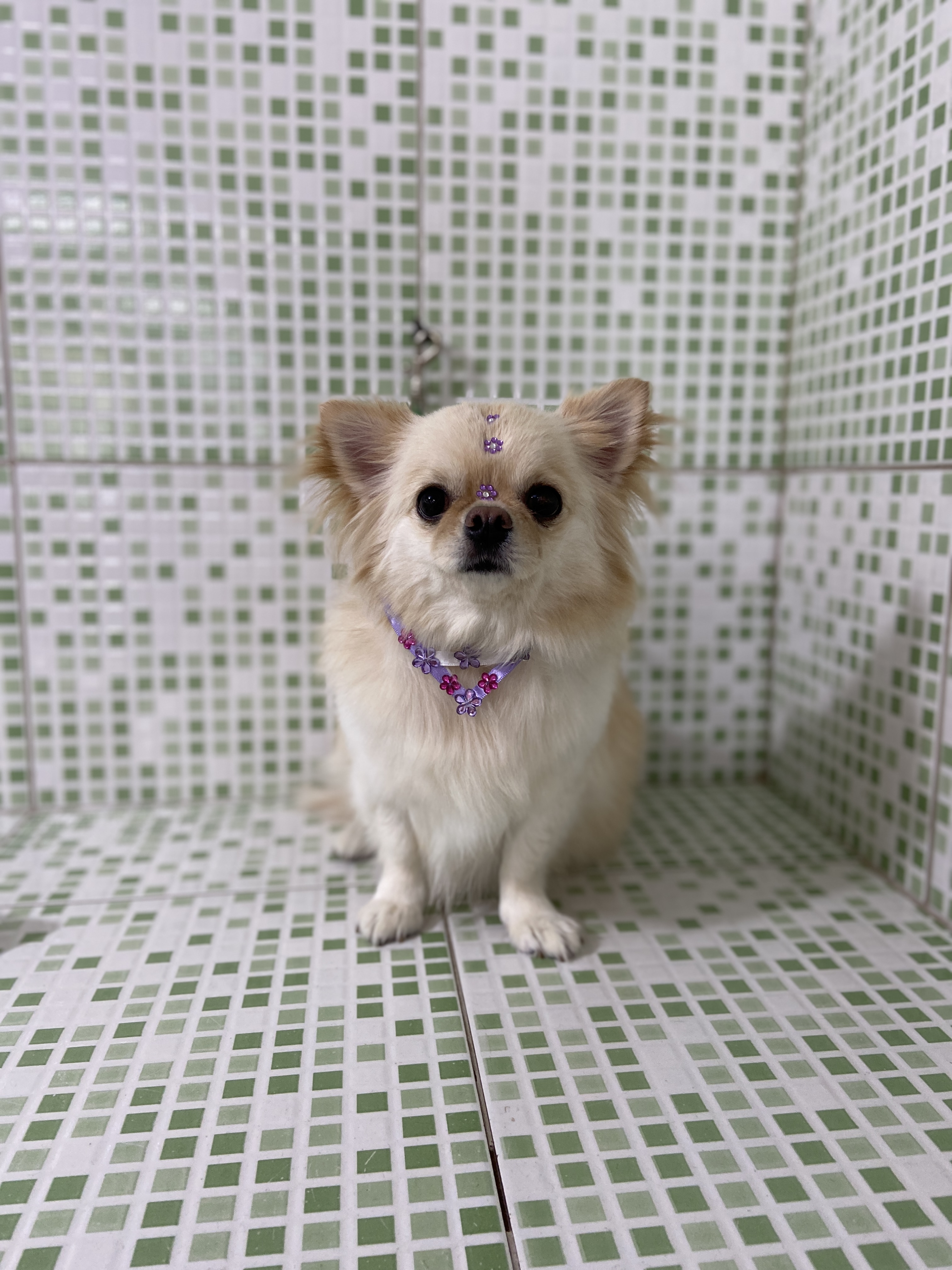 Pet - limpinhos