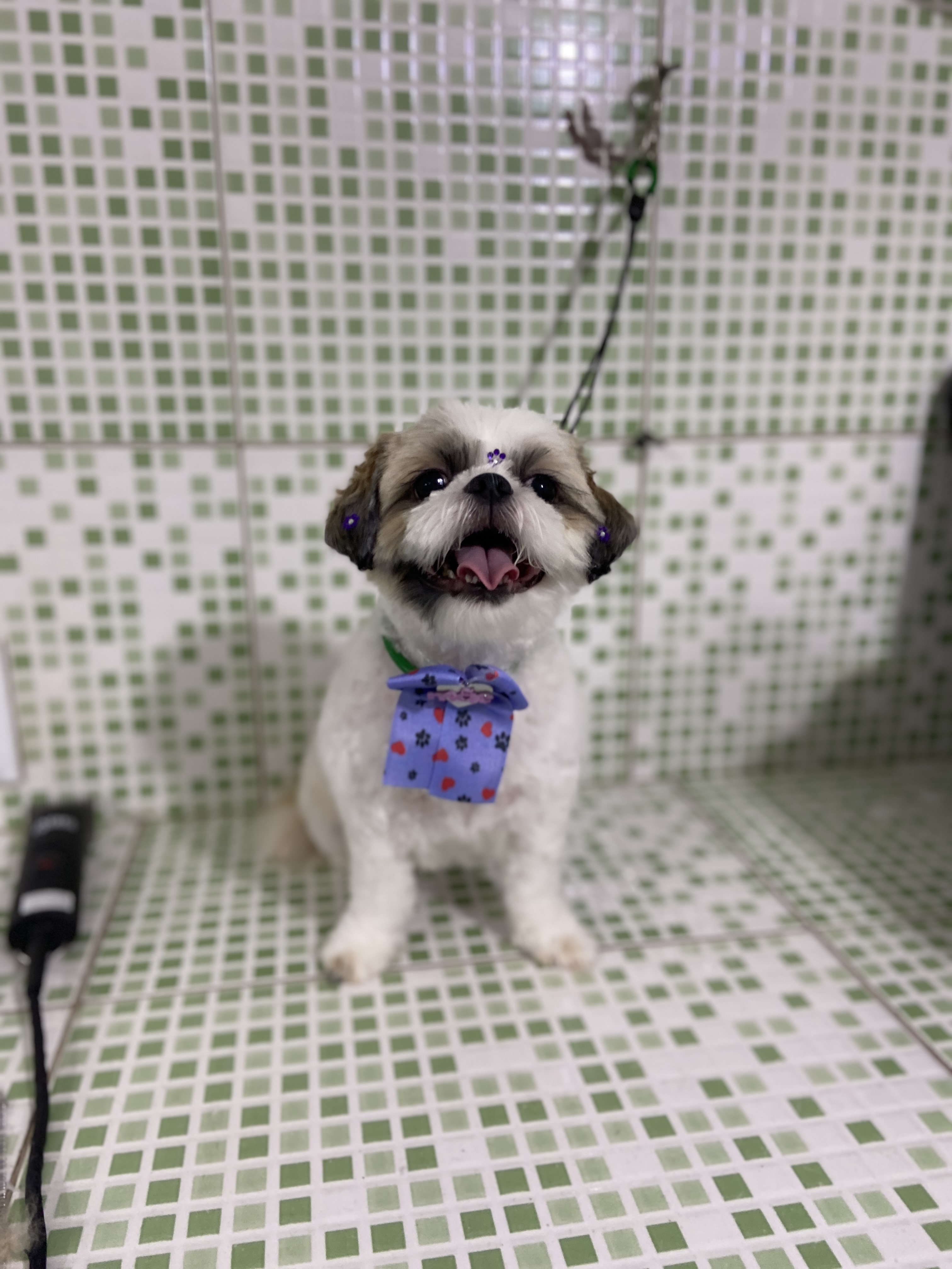 Pet - limpinhos