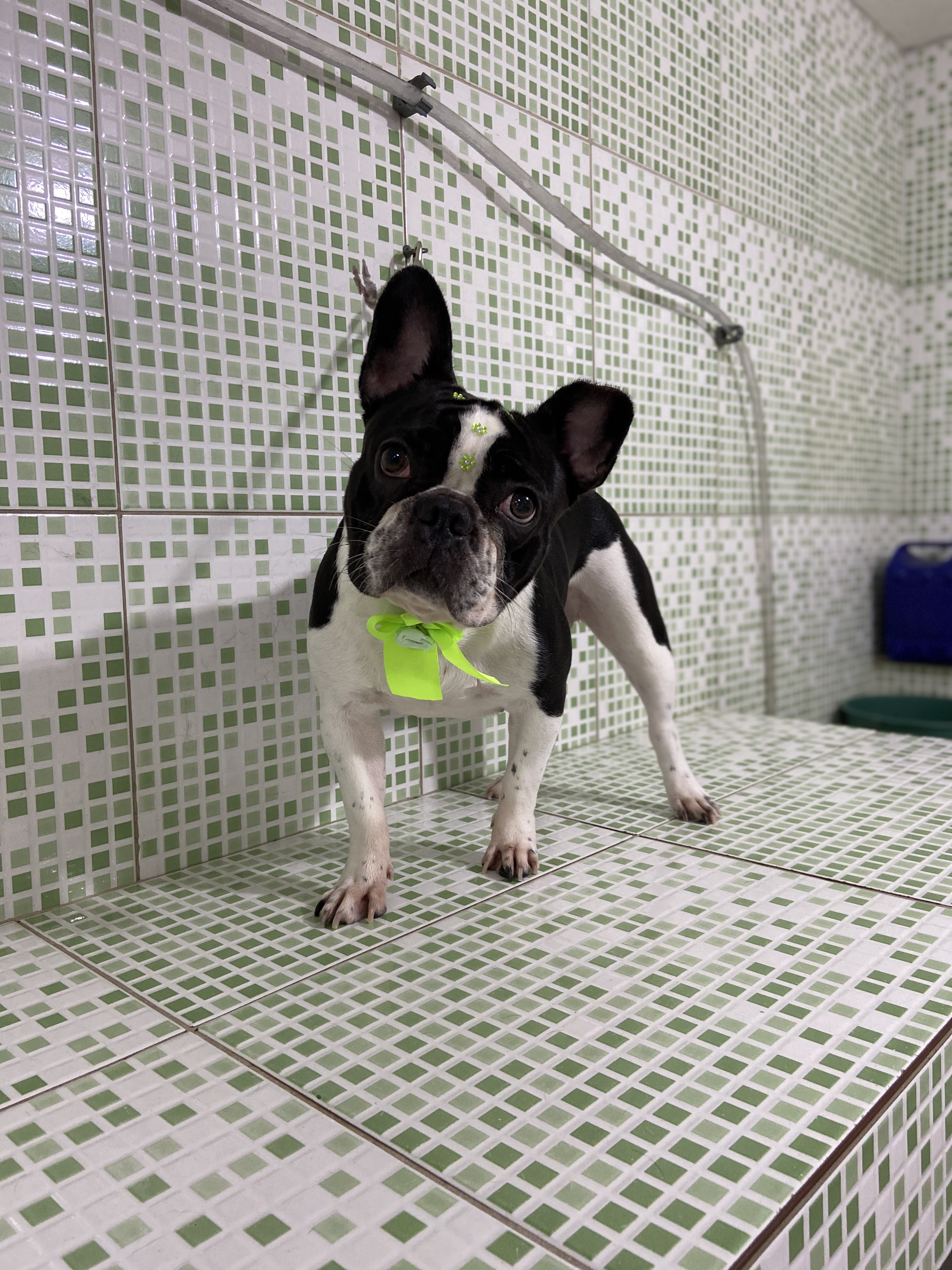 Pet - limpinhos