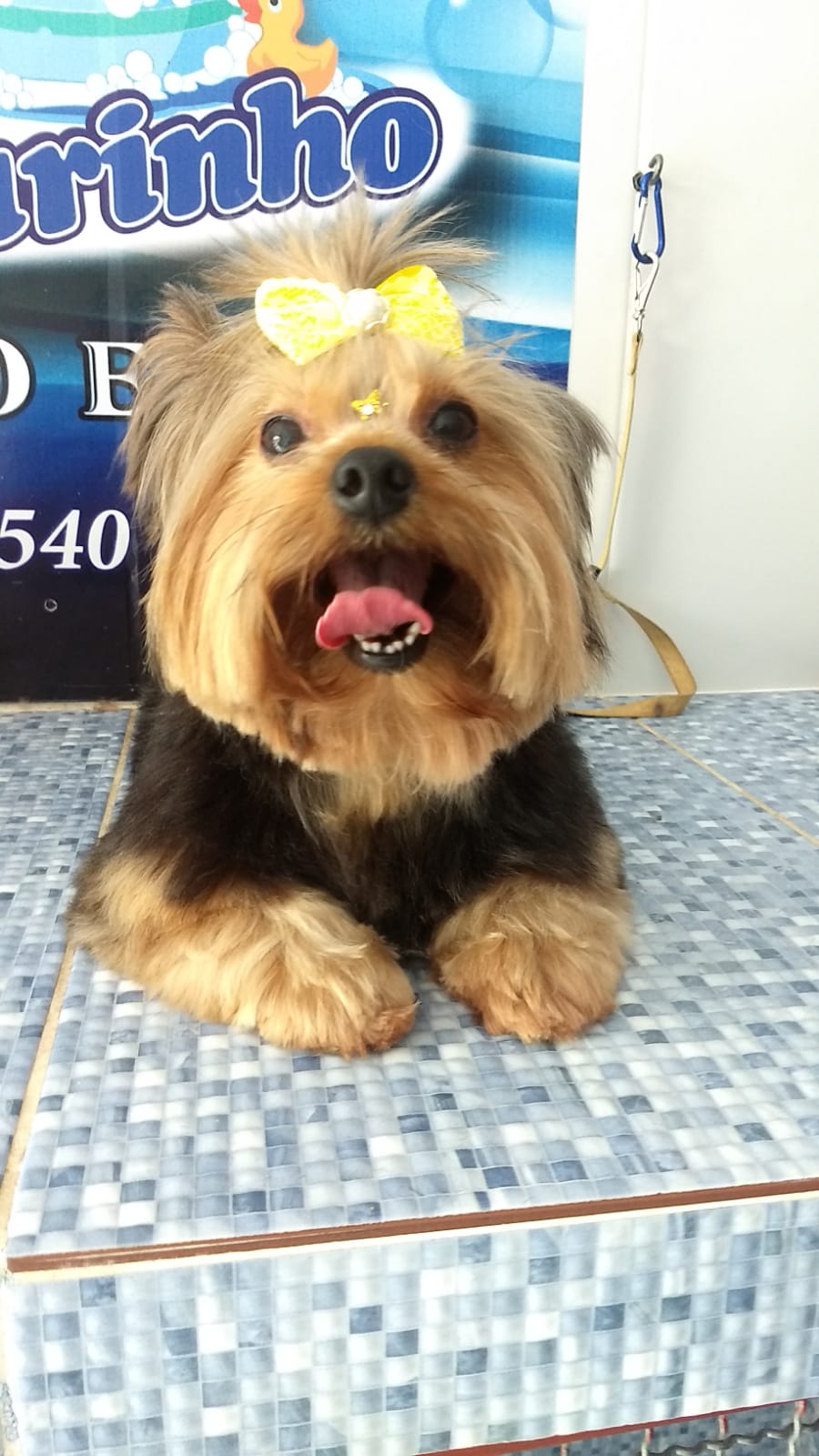 Pet - limpinhos