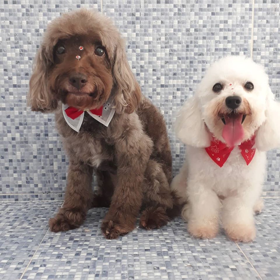 Pet - limpinhos