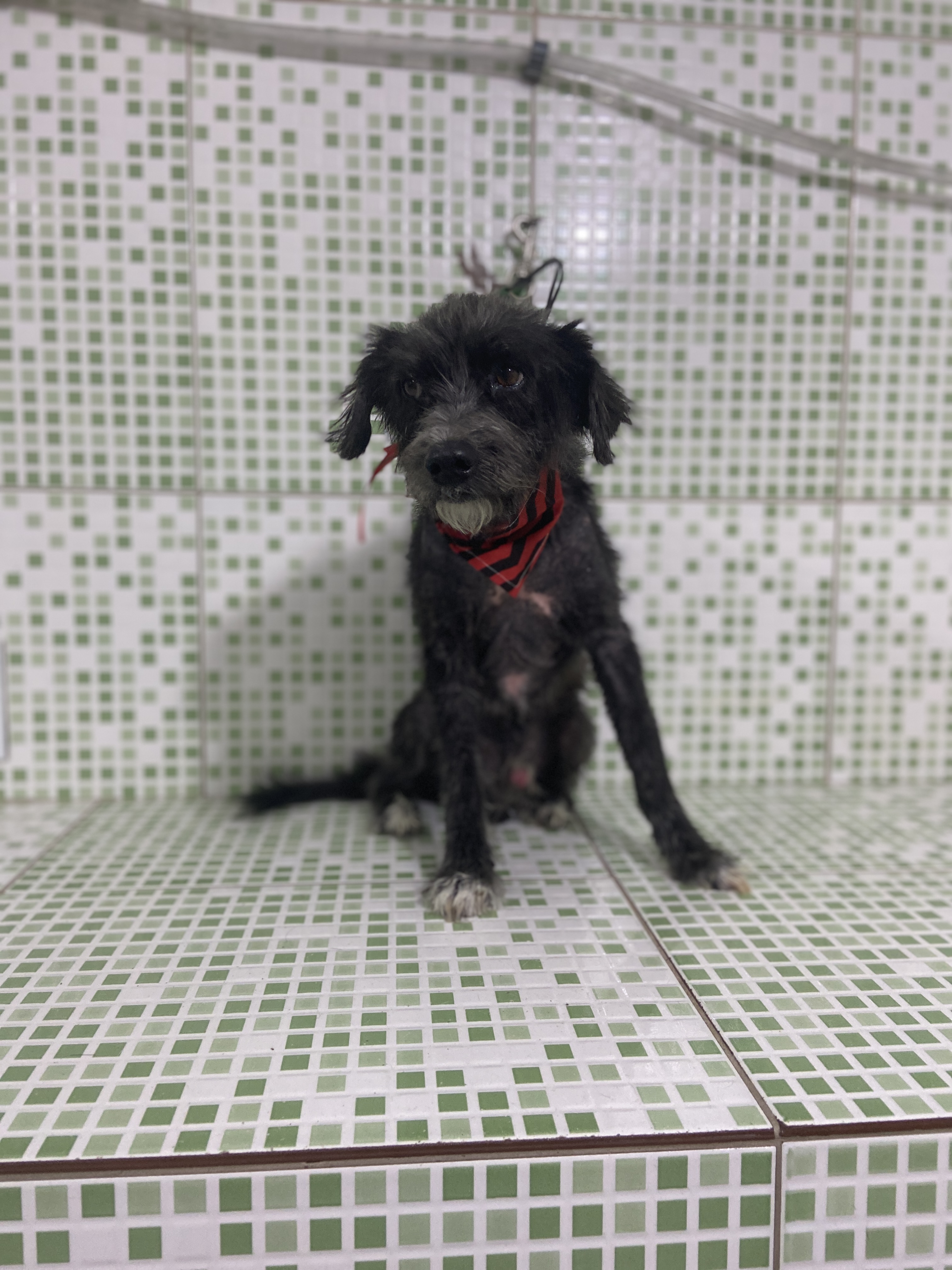 Pet - limpinhos