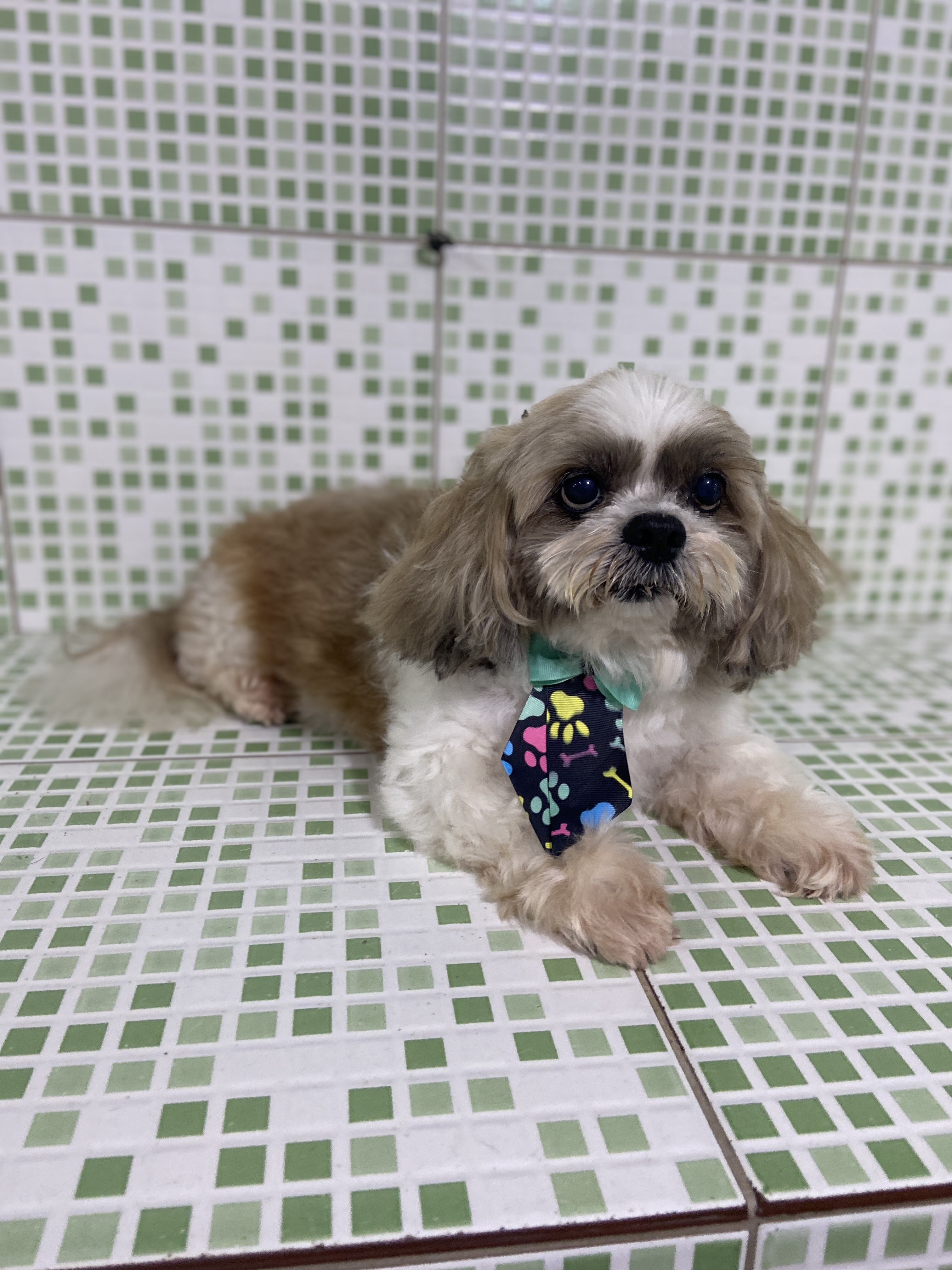 Pet - limpinhos