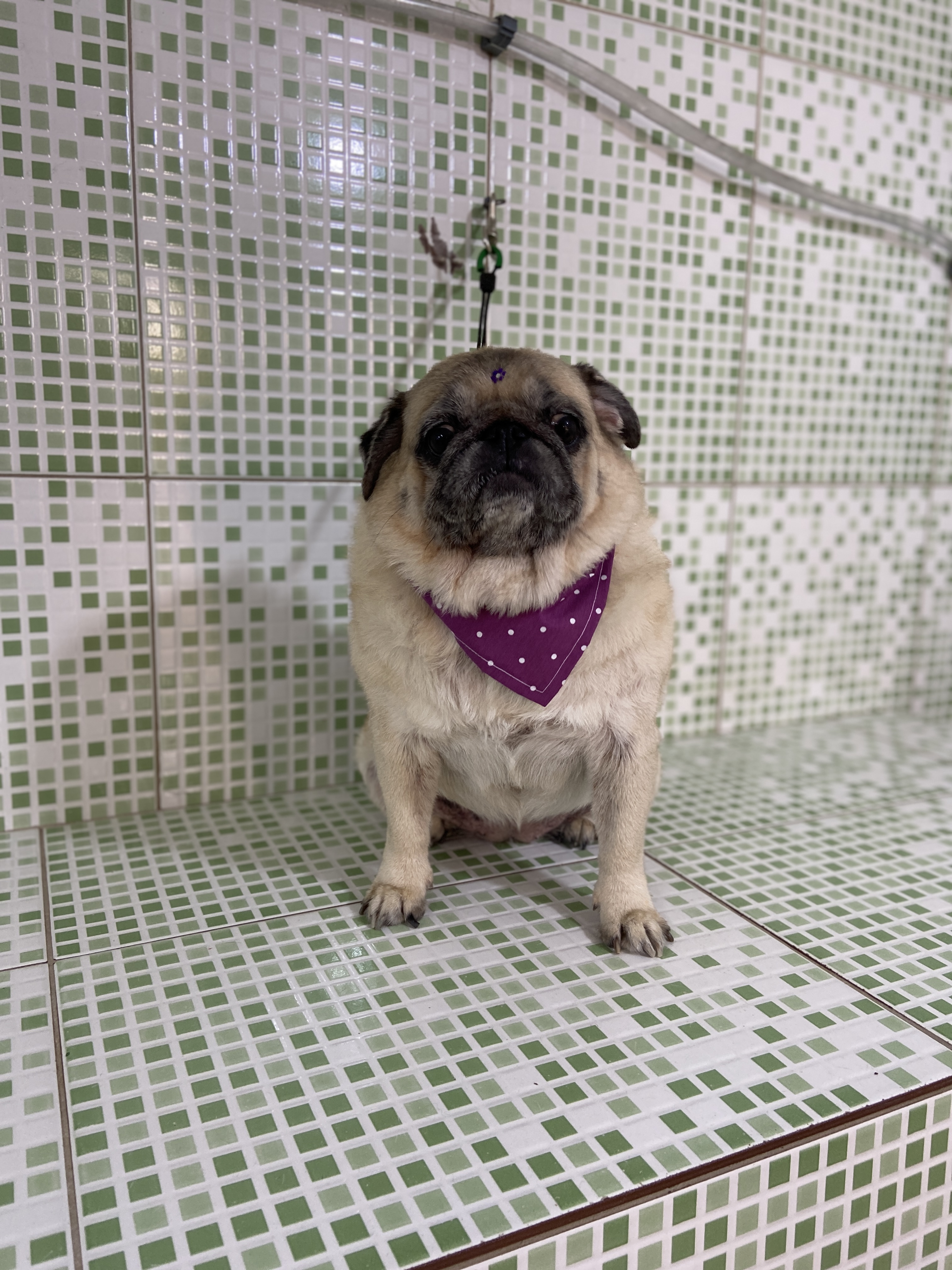 Pet - limpinhos