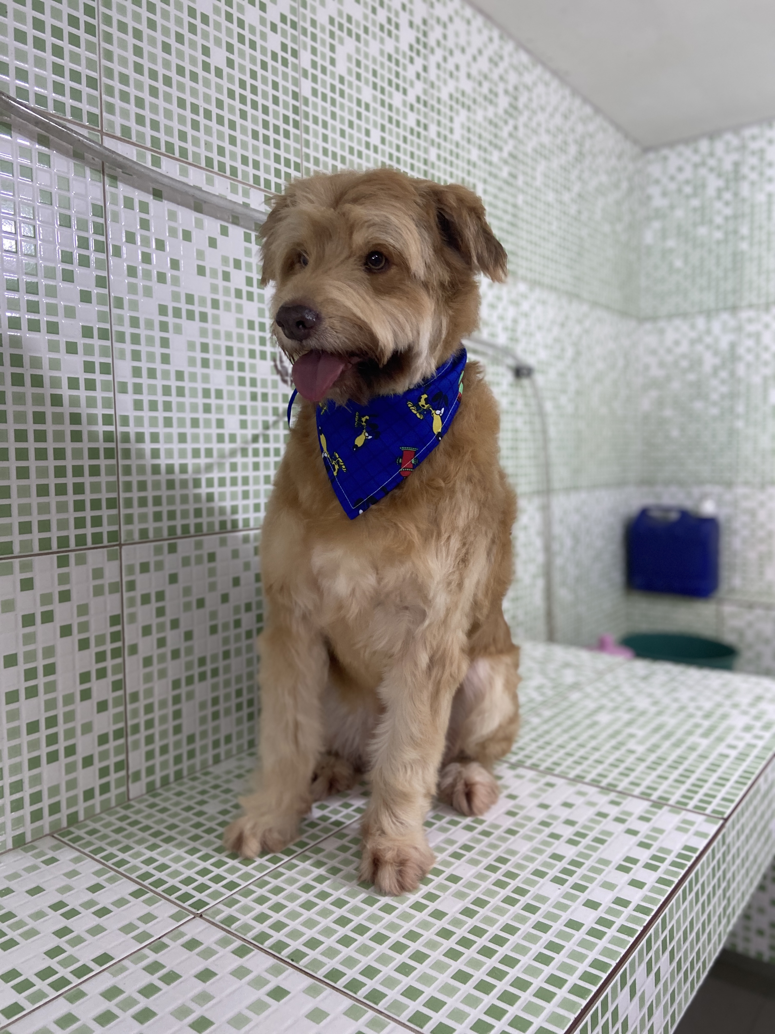 Pet - limpinhos