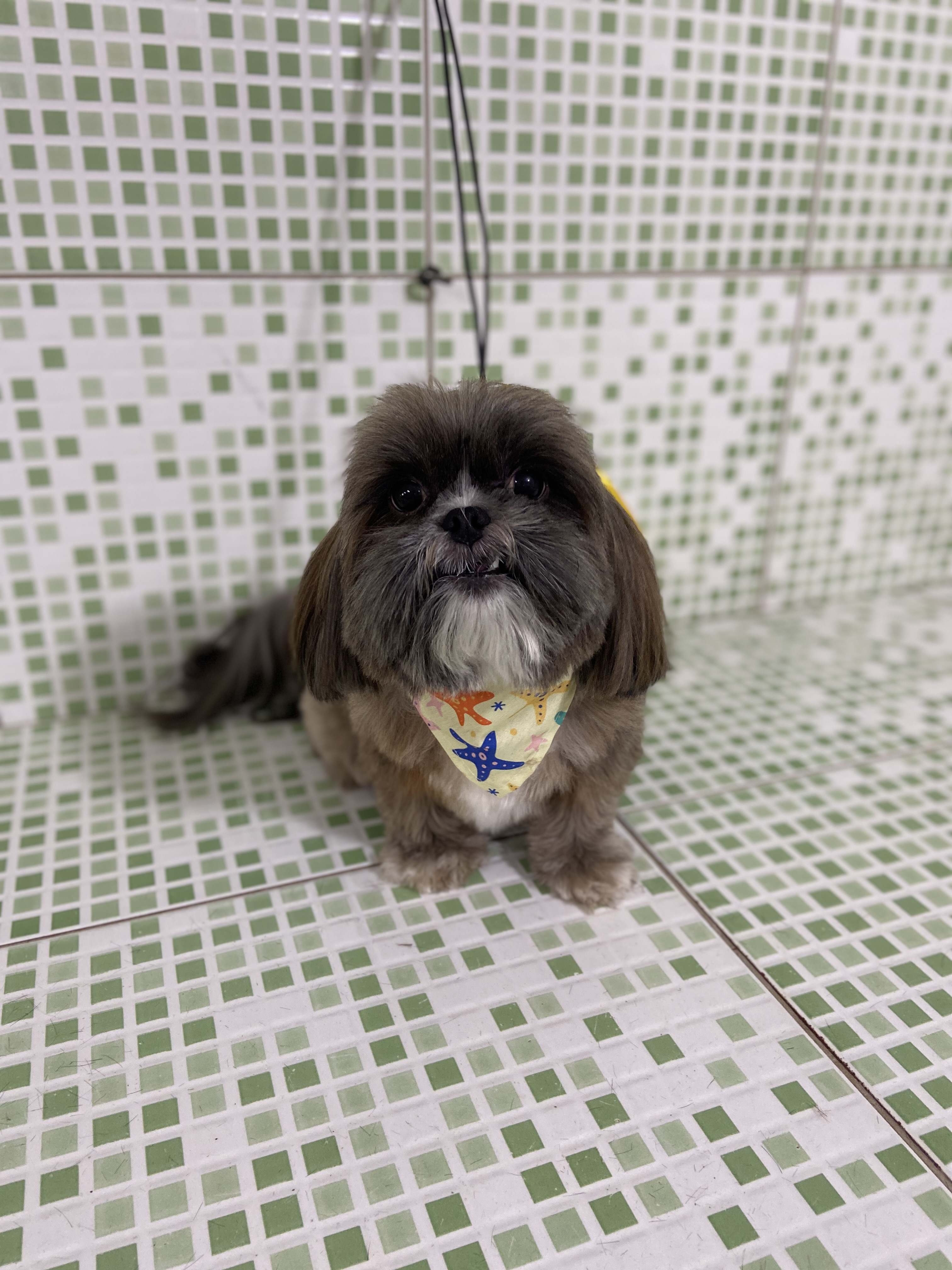 Pet - limpinhos