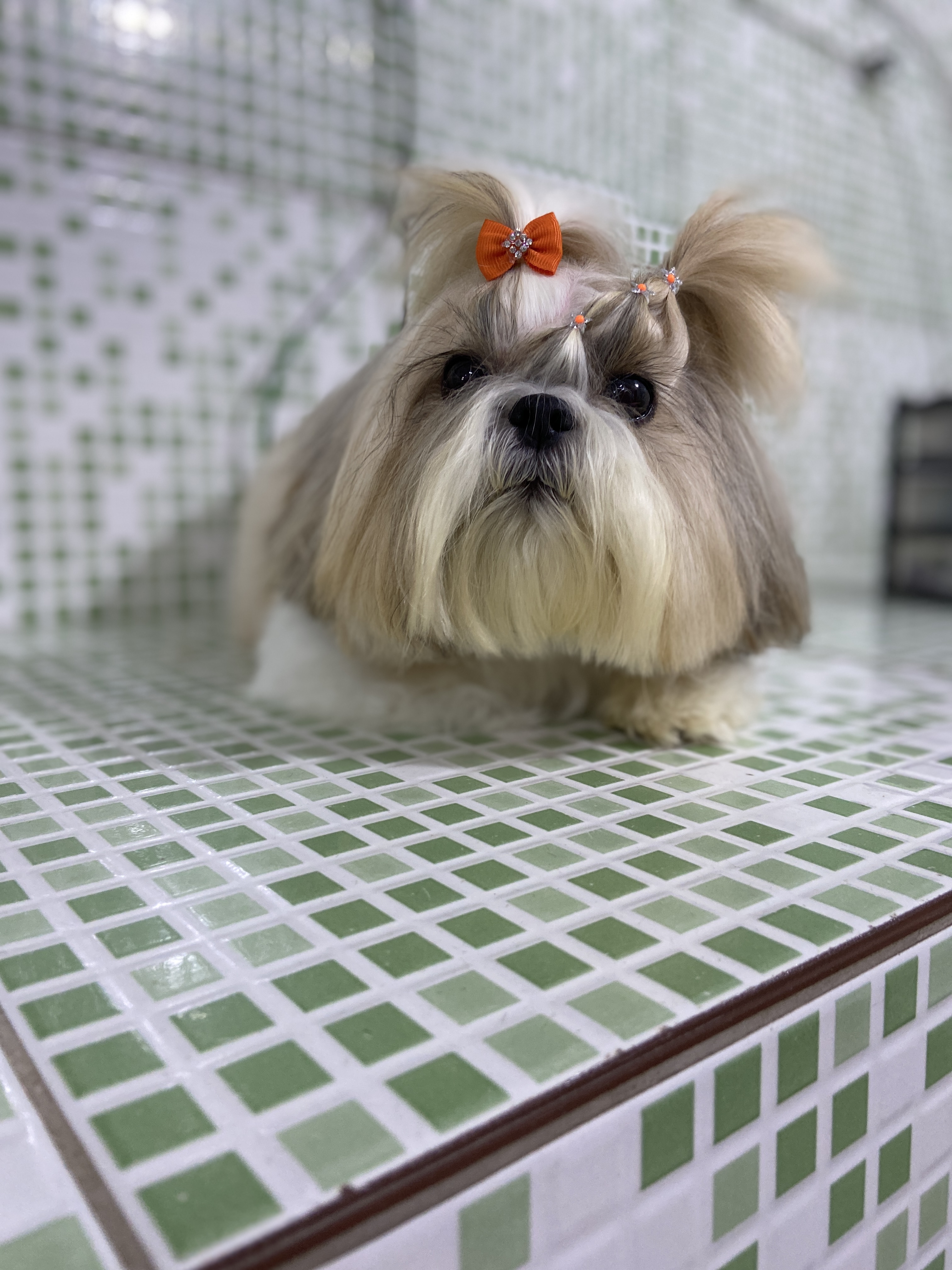 Pet - limpinhos