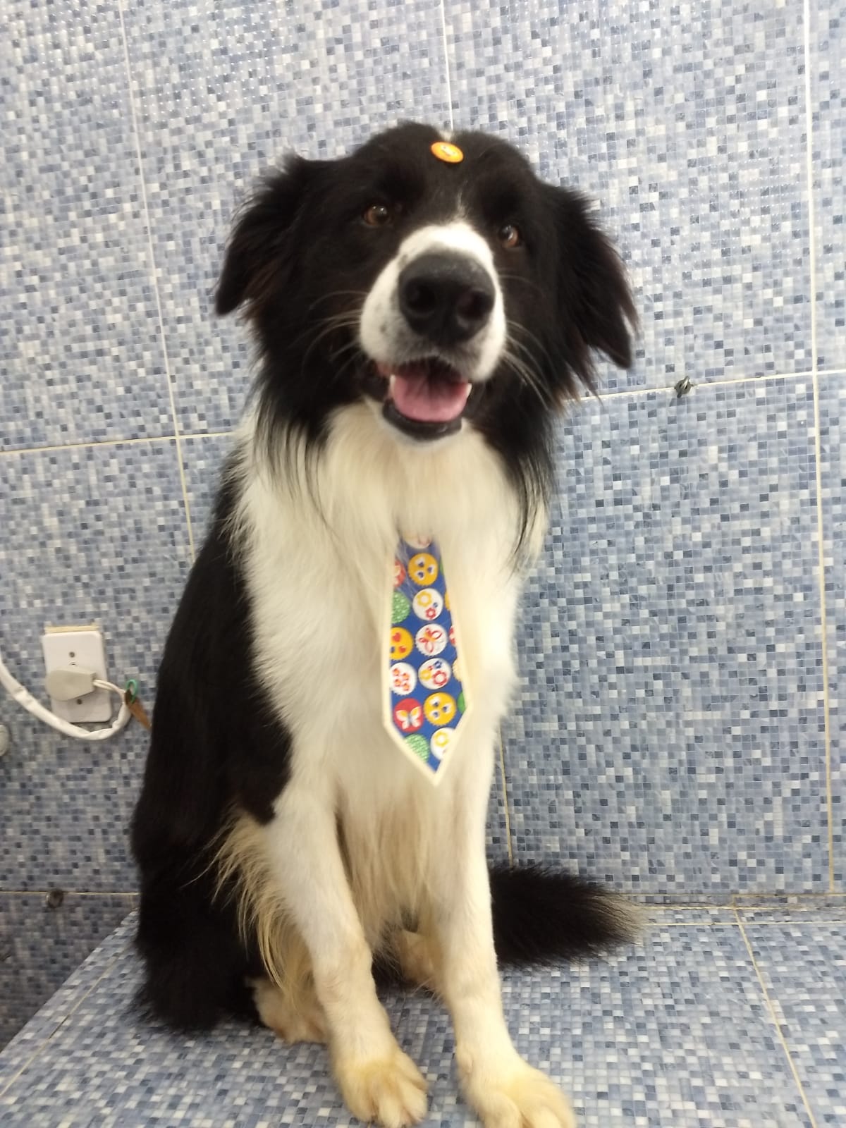 Pet - limpinhos