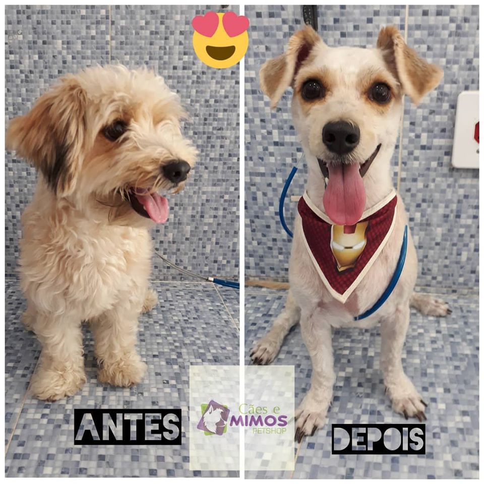 Pet - limpinhos