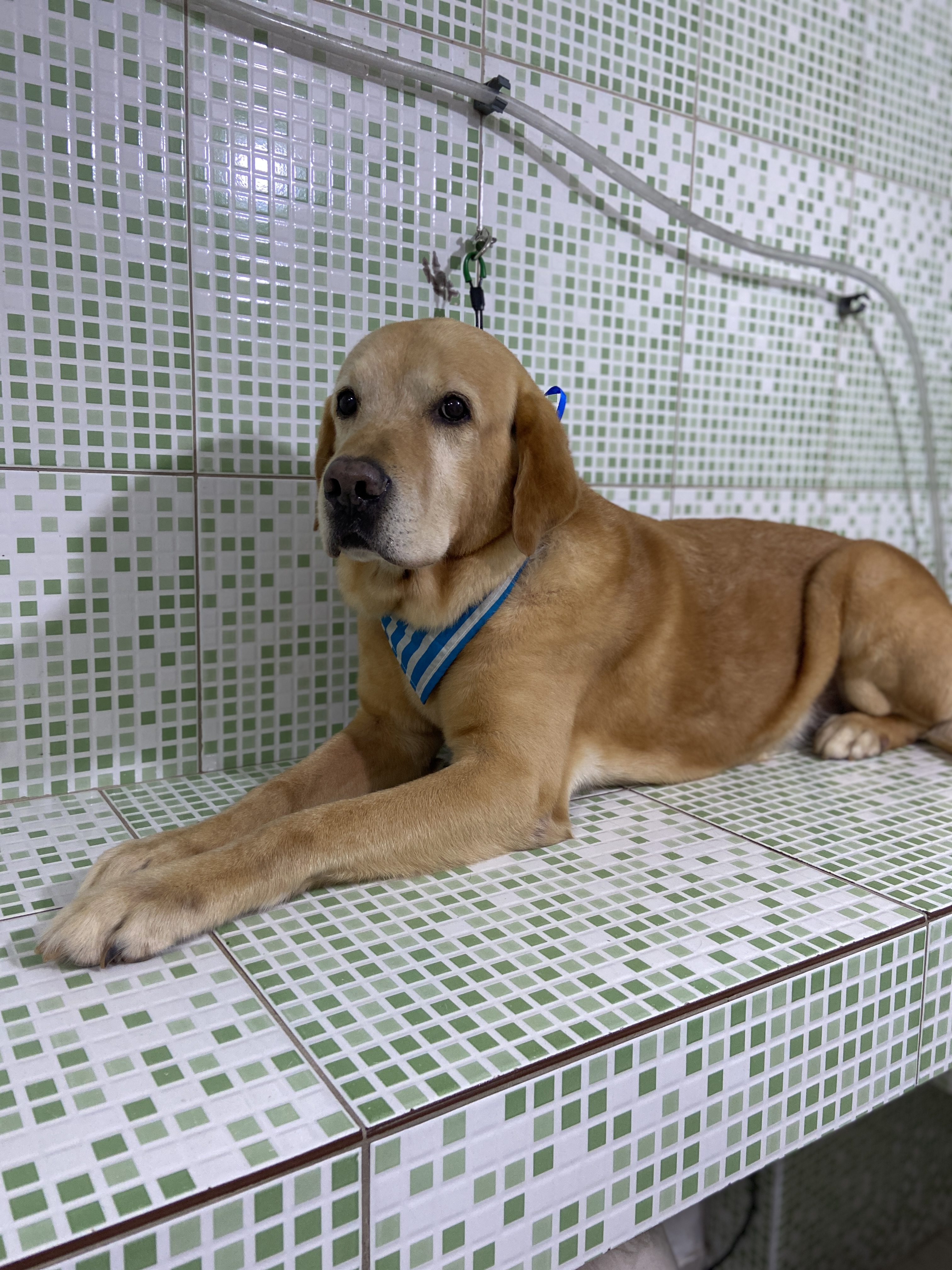 Pet - limpinhos