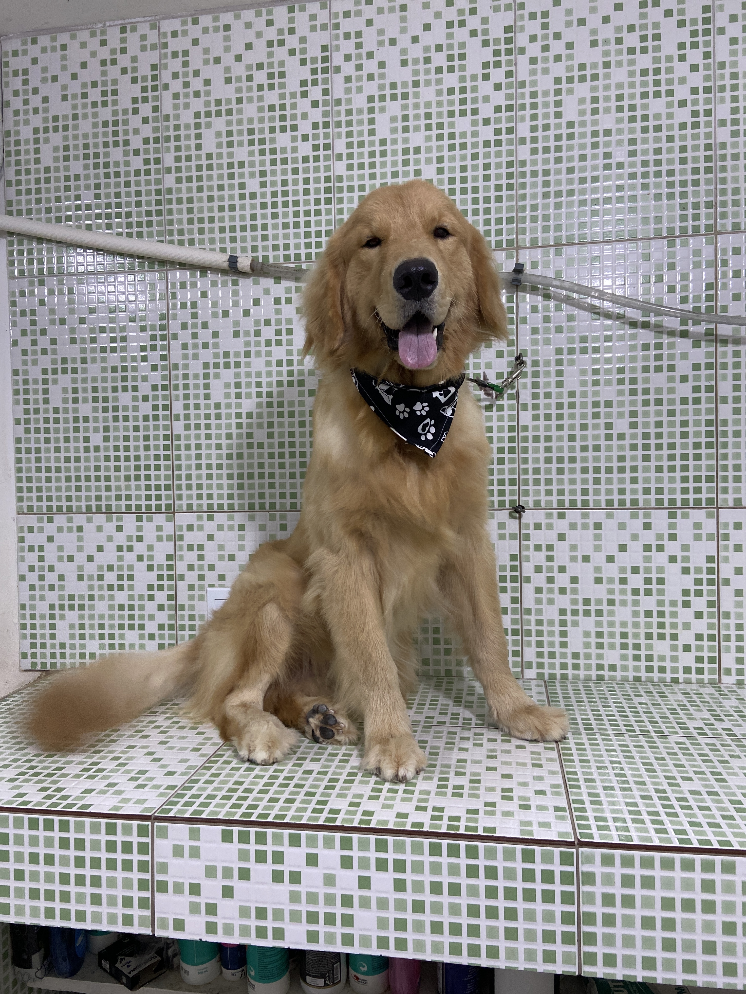Pet - limpinhos