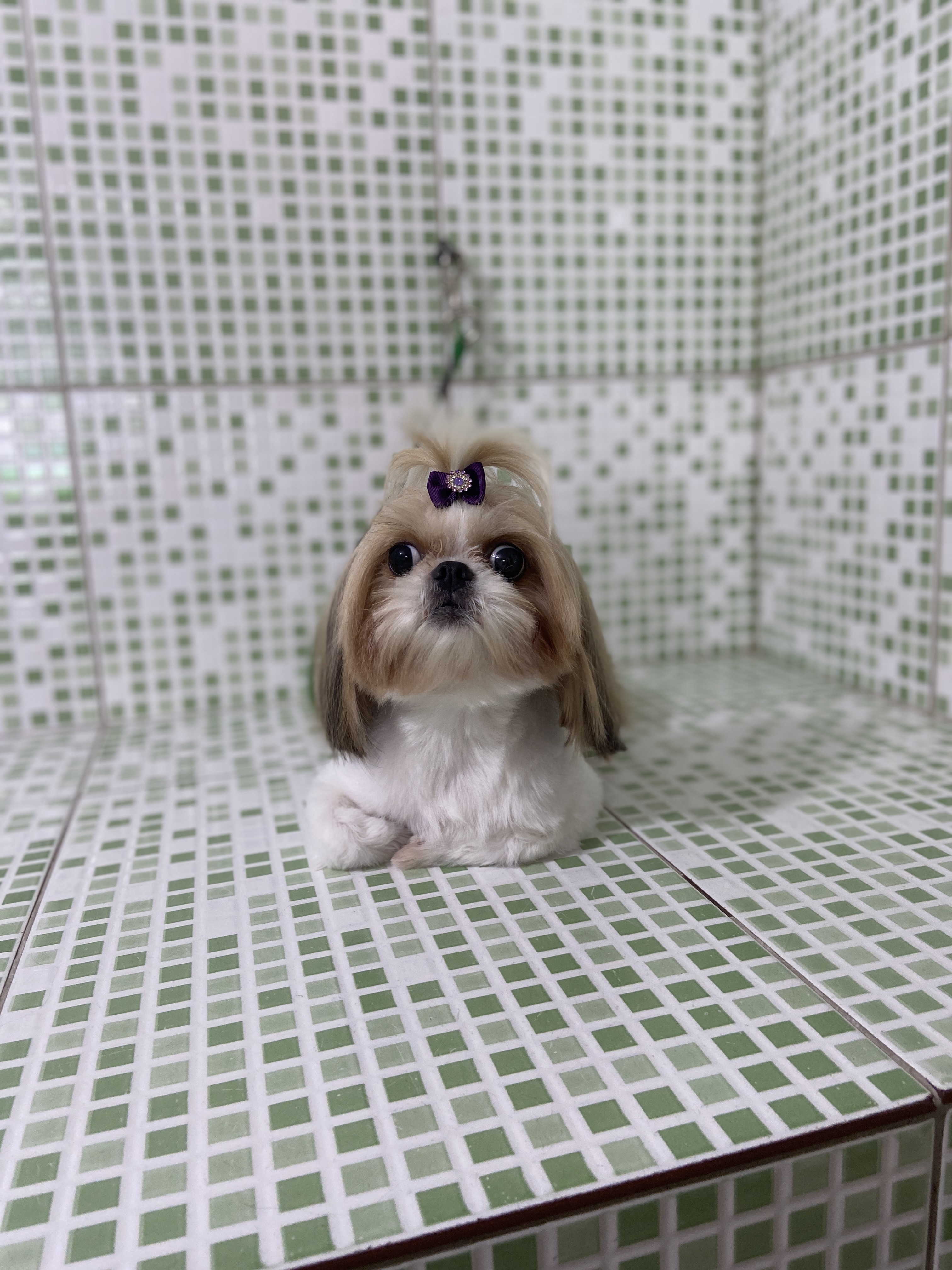Pet - limpinhos