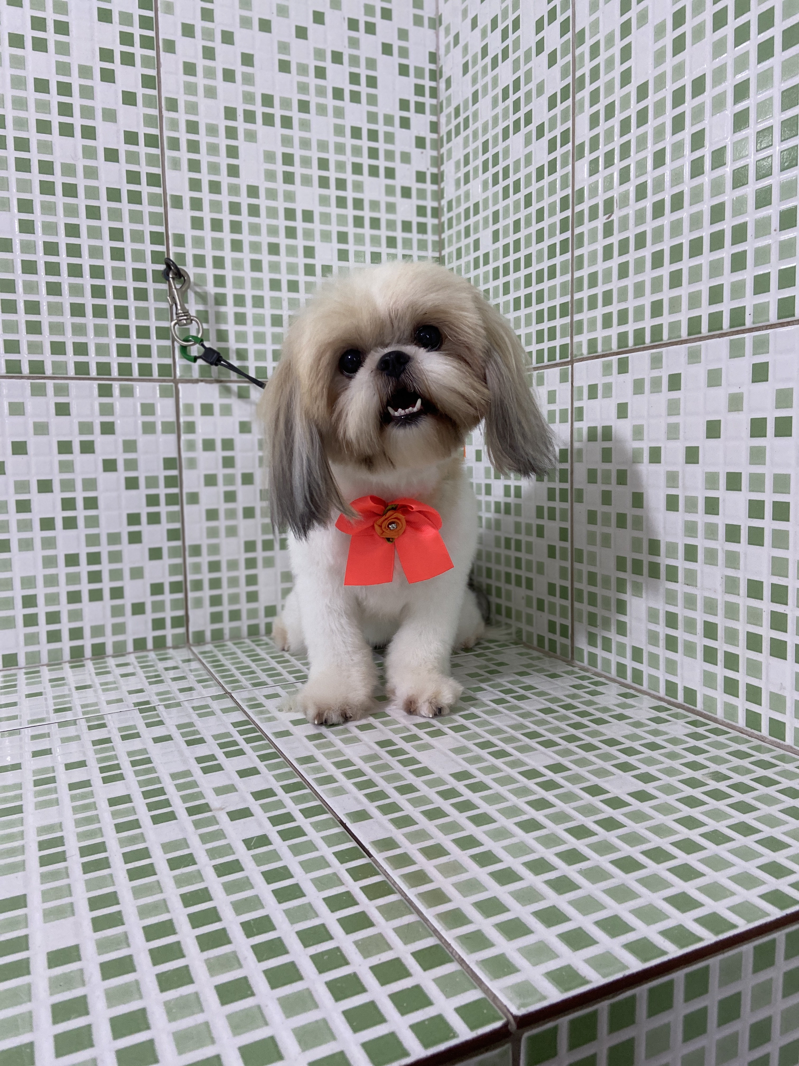 Pet - limpinhos