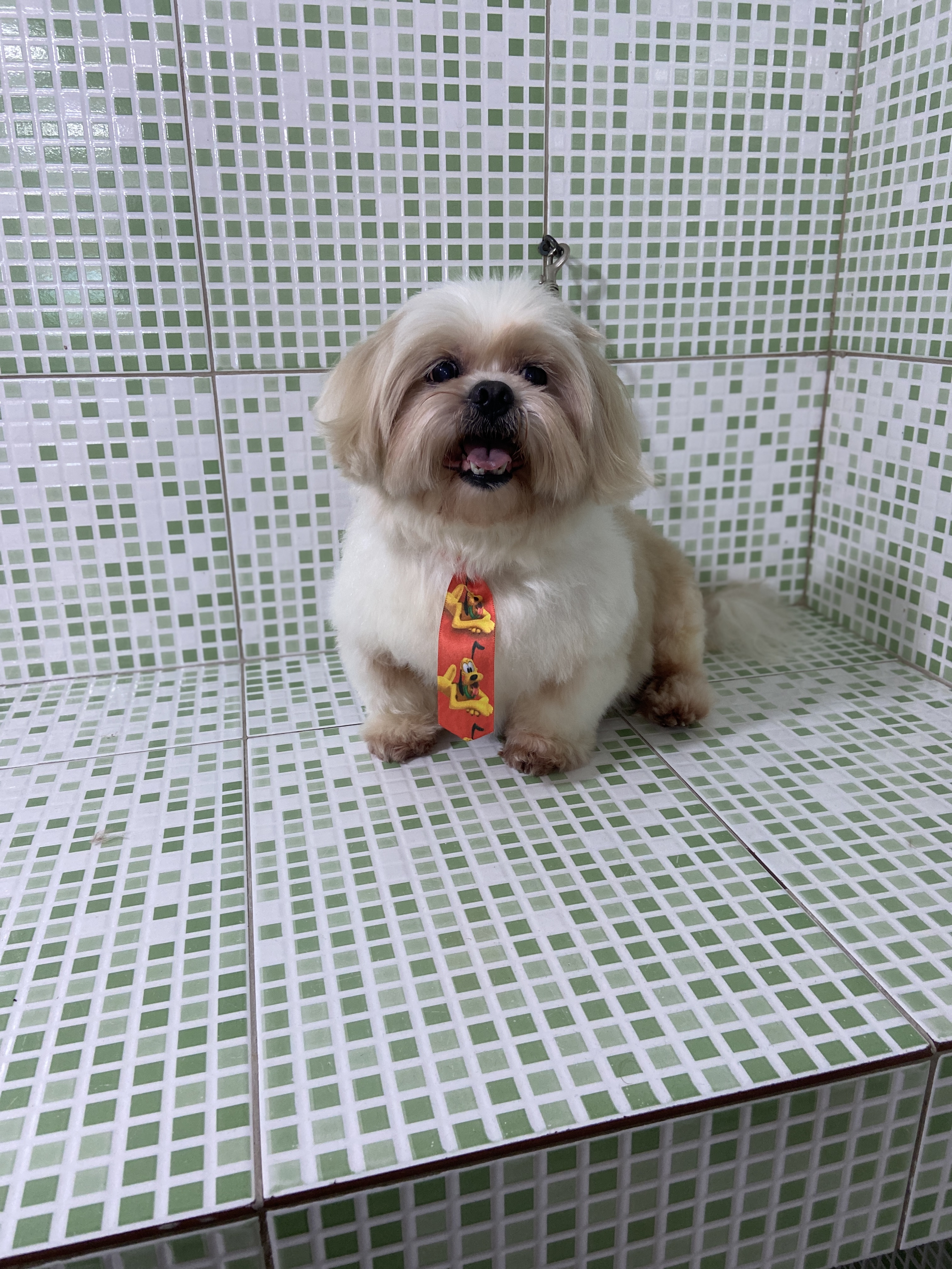 Pet - limpinhos