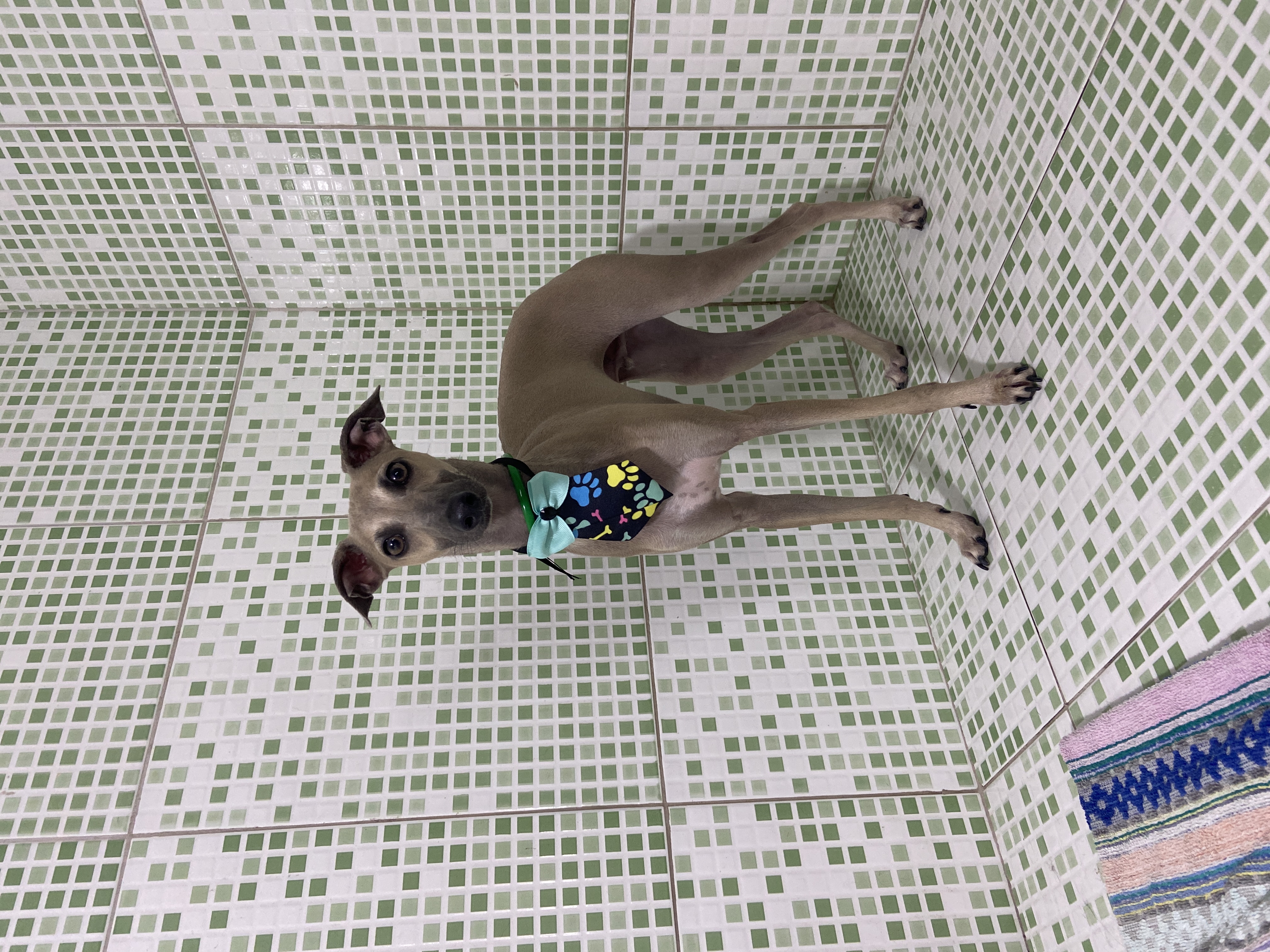 Pet - limpinhos