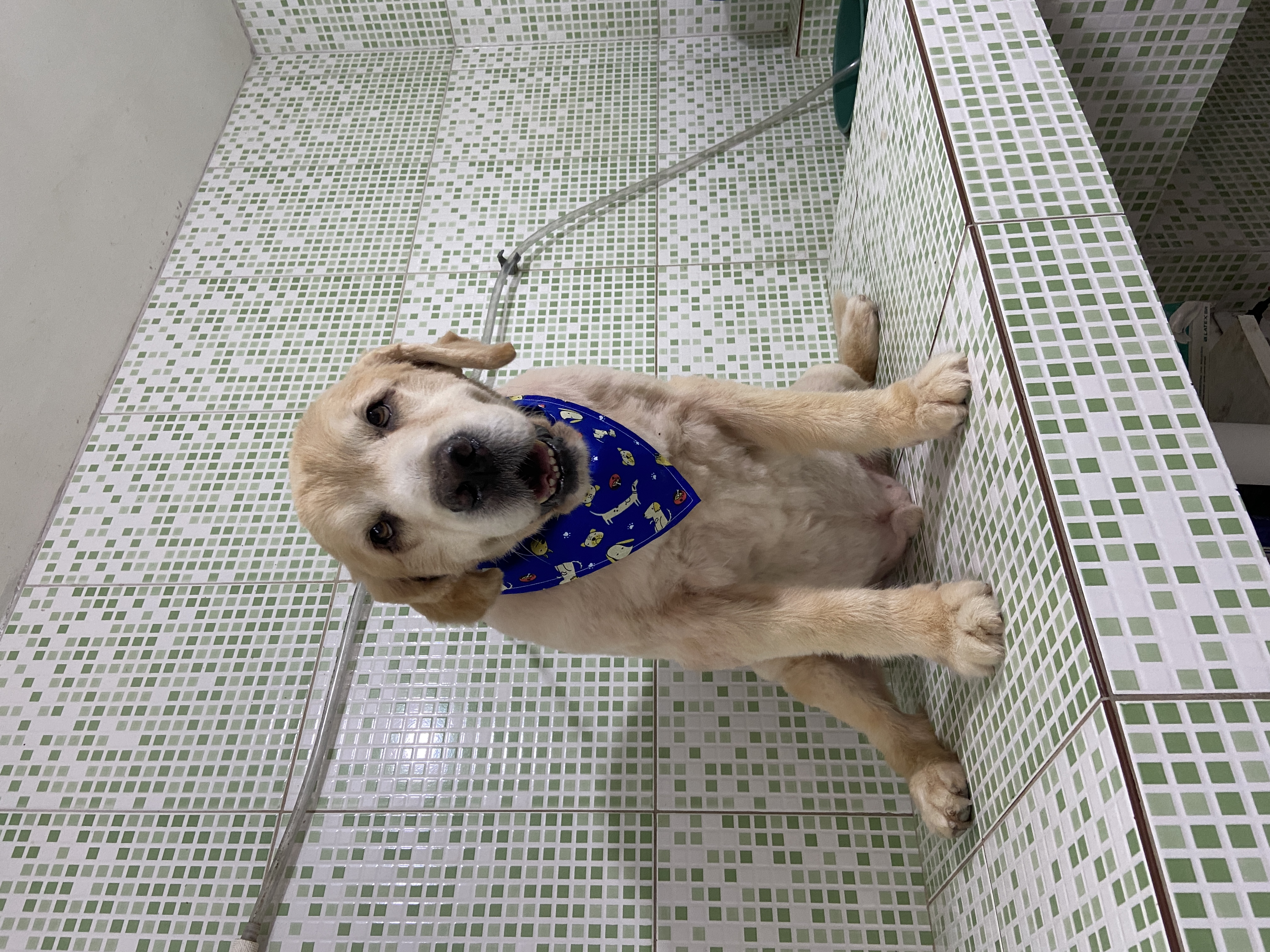 Pet - limpinhos