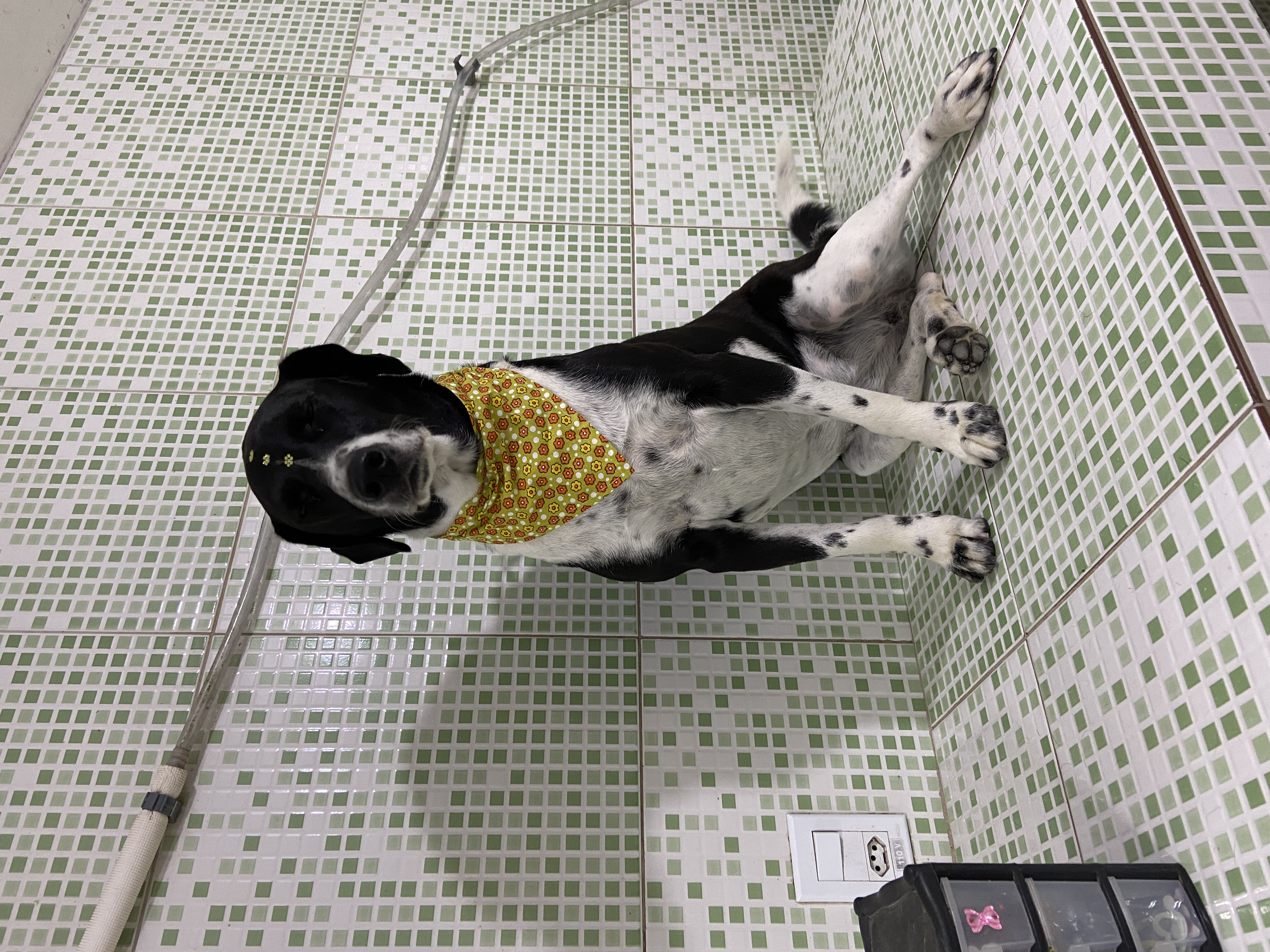 Pet - limpinhos