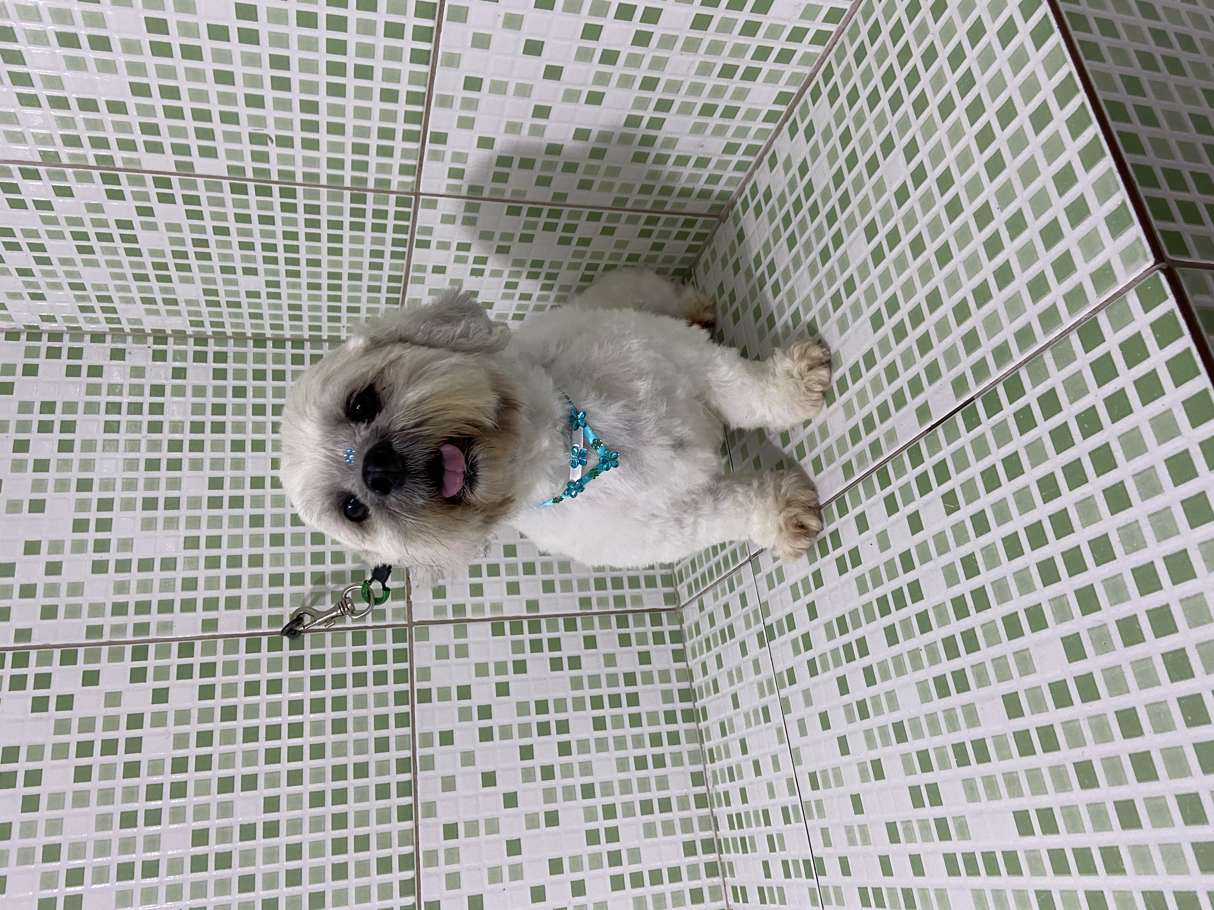 Pet - limpinhos