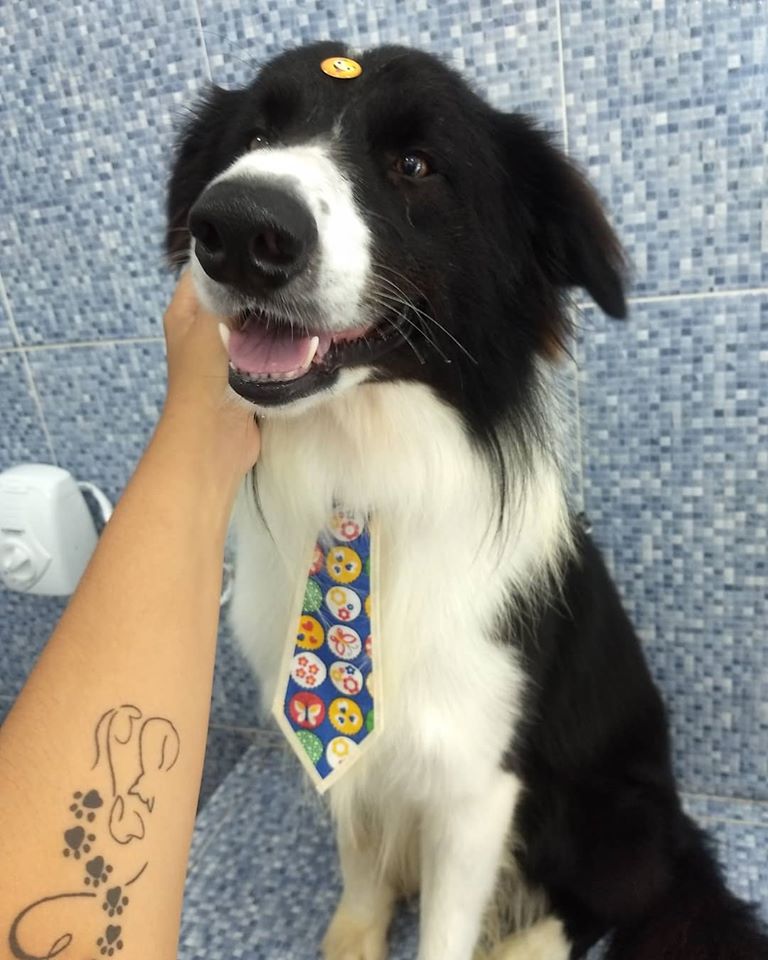 Pet - limpinhos