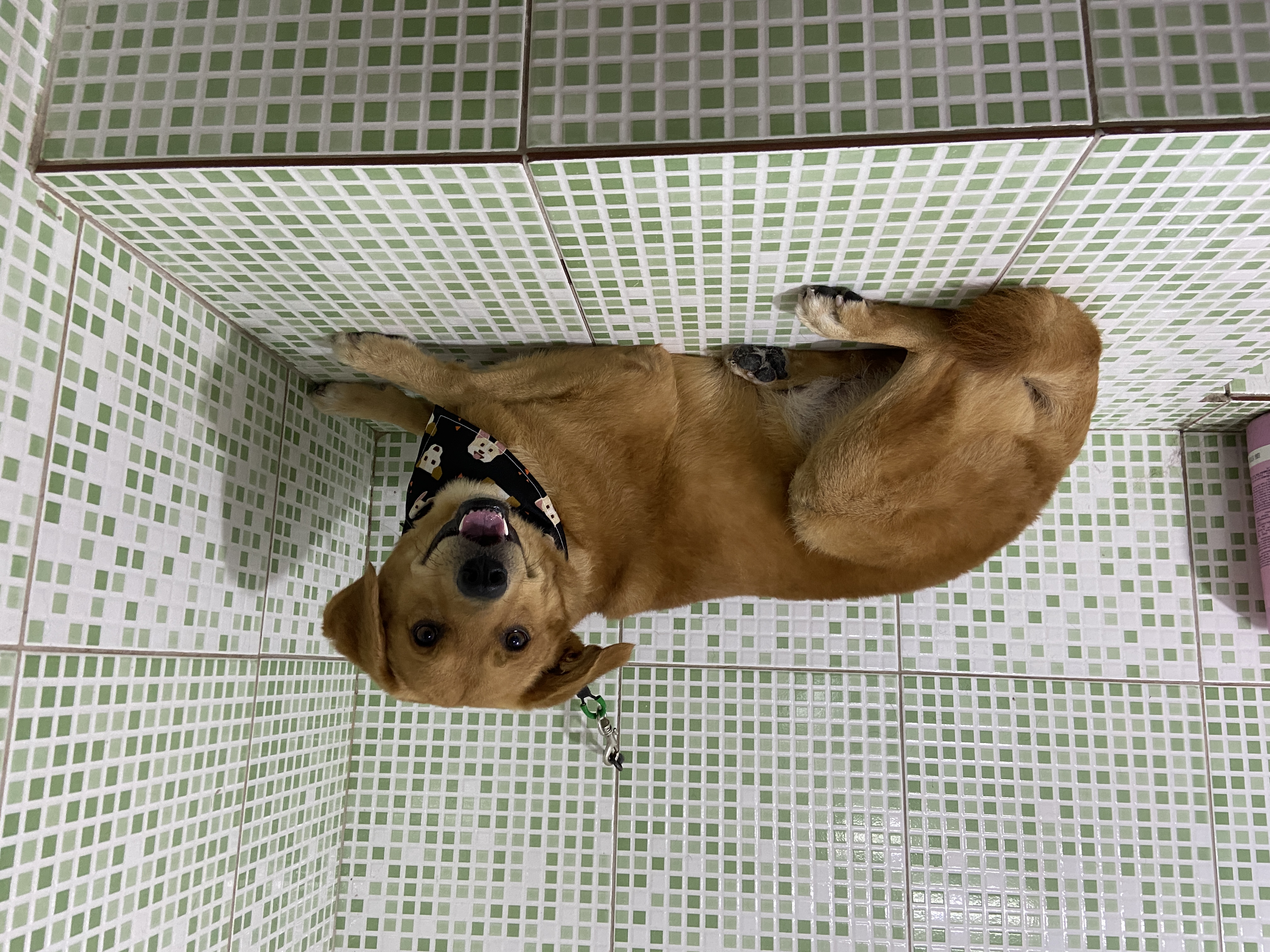 Pet - limpinhos