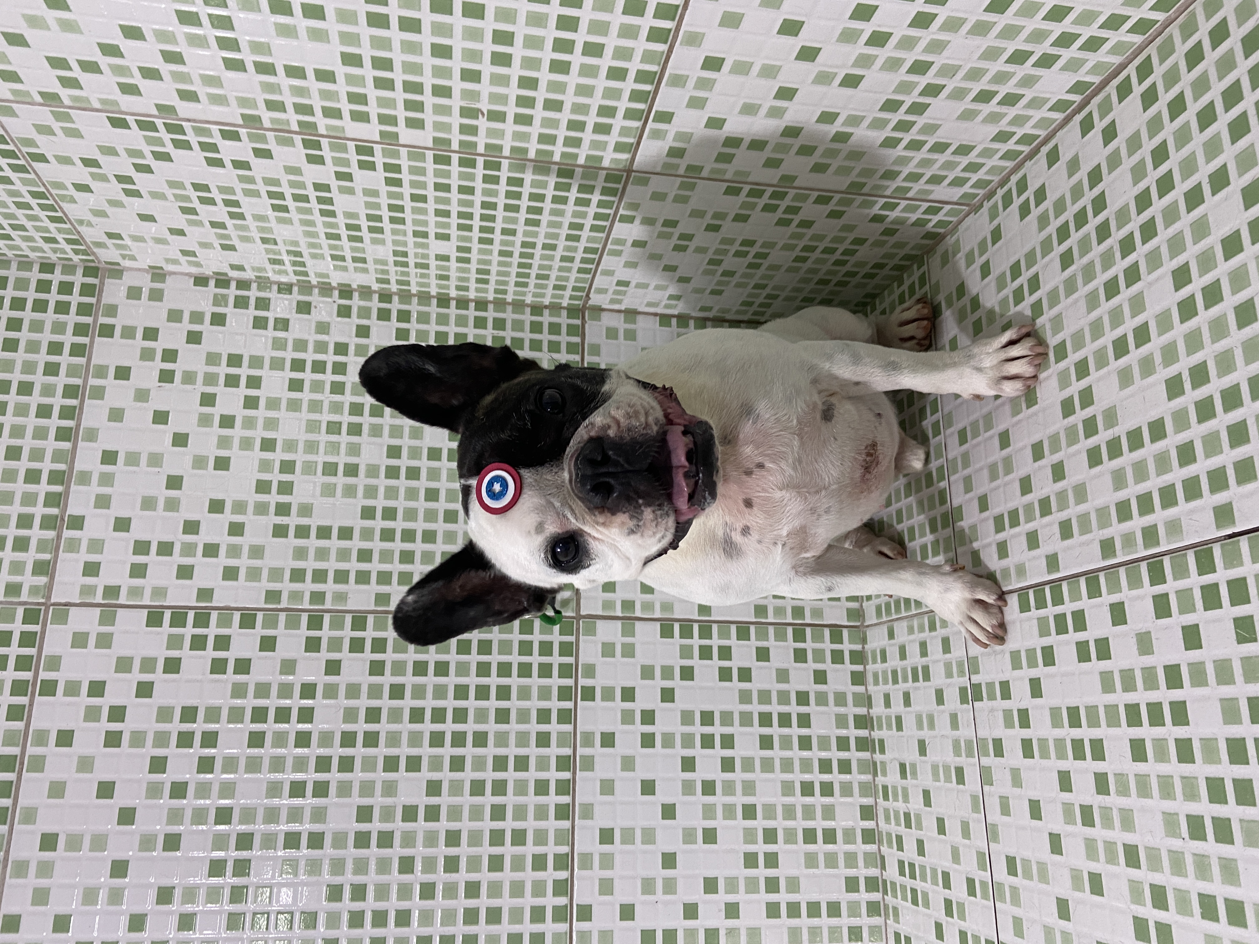 Pet - limpinhos