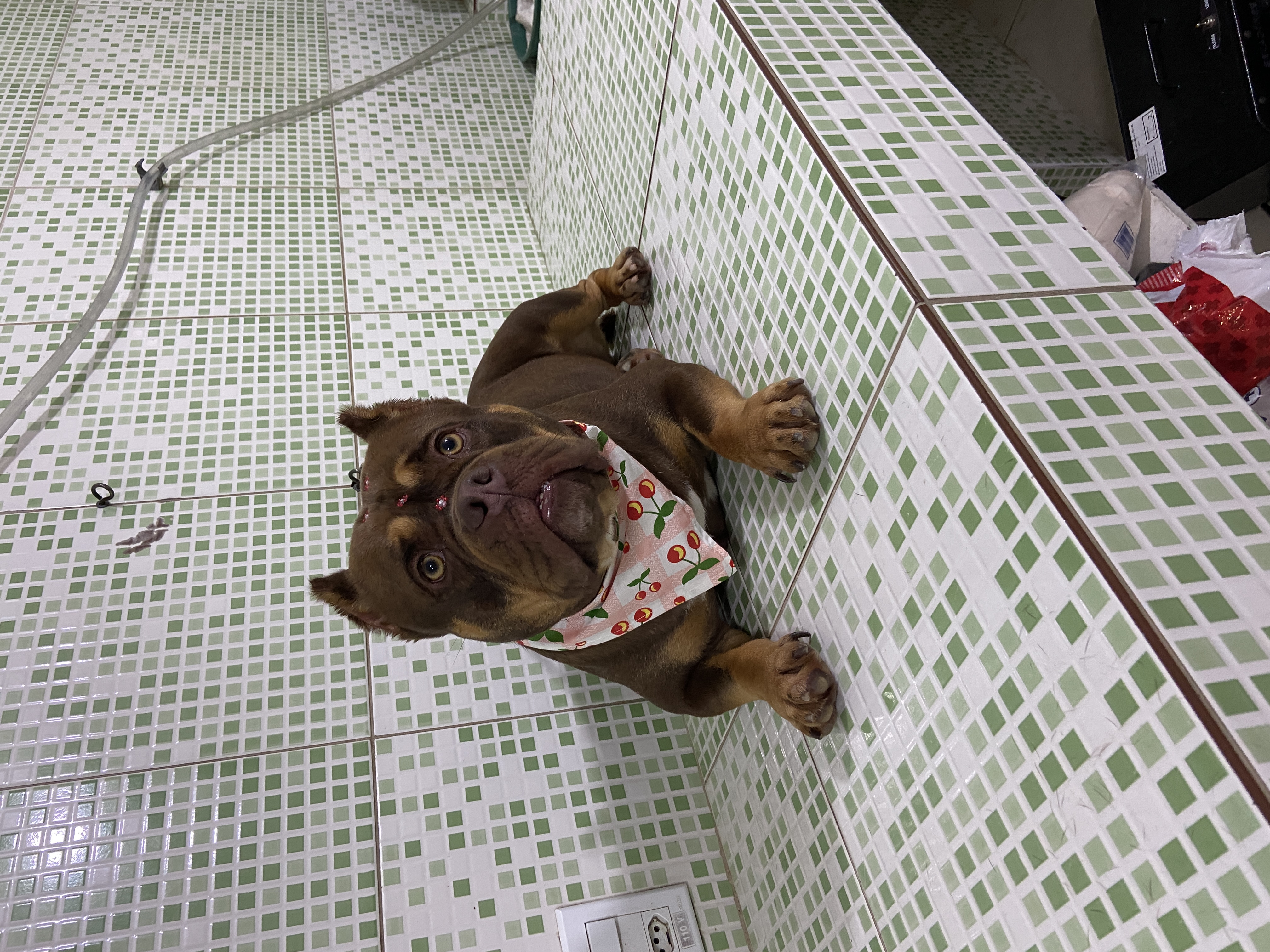 Pet - limpinhos