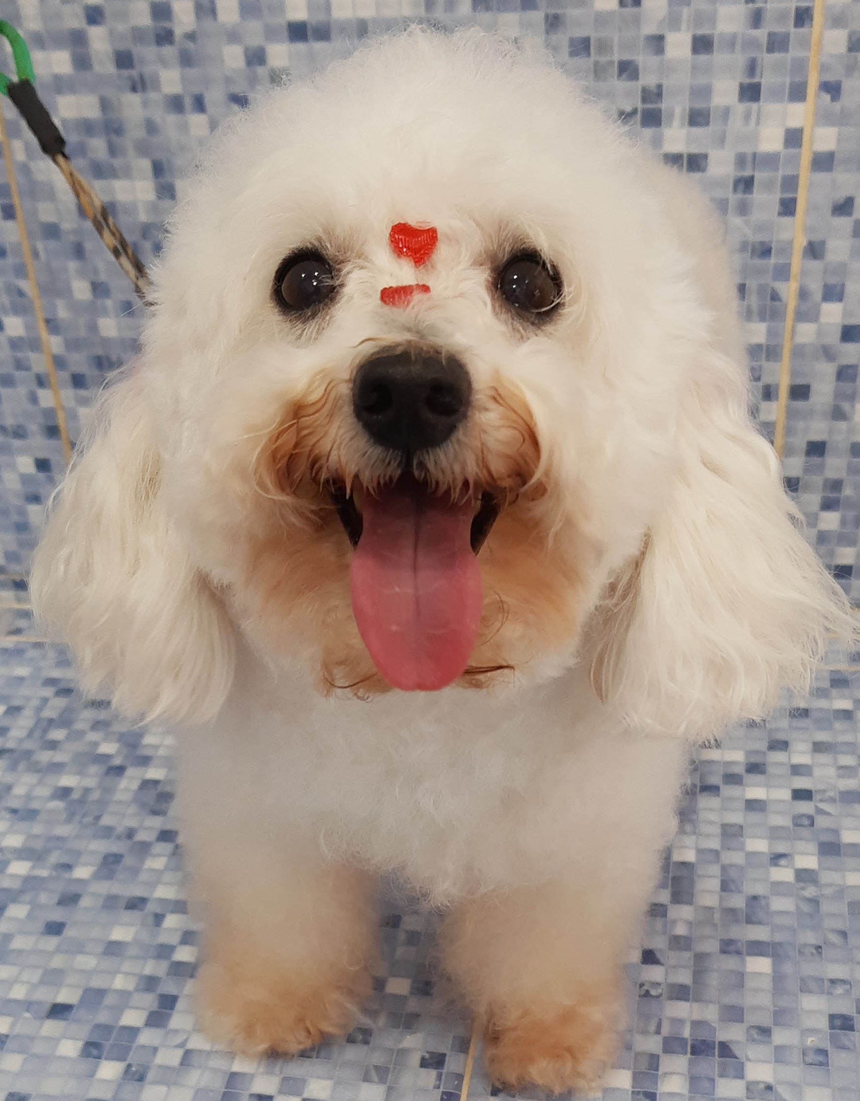 Pet - limpinhos