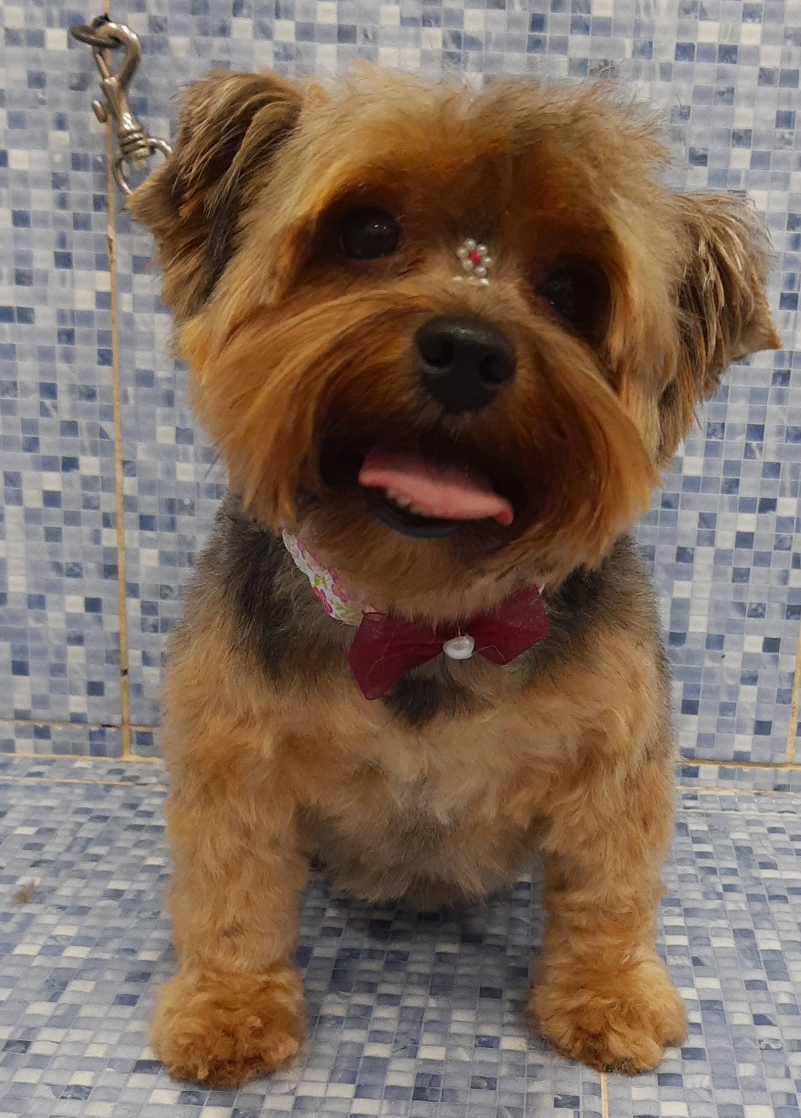 Pet - limpinhos