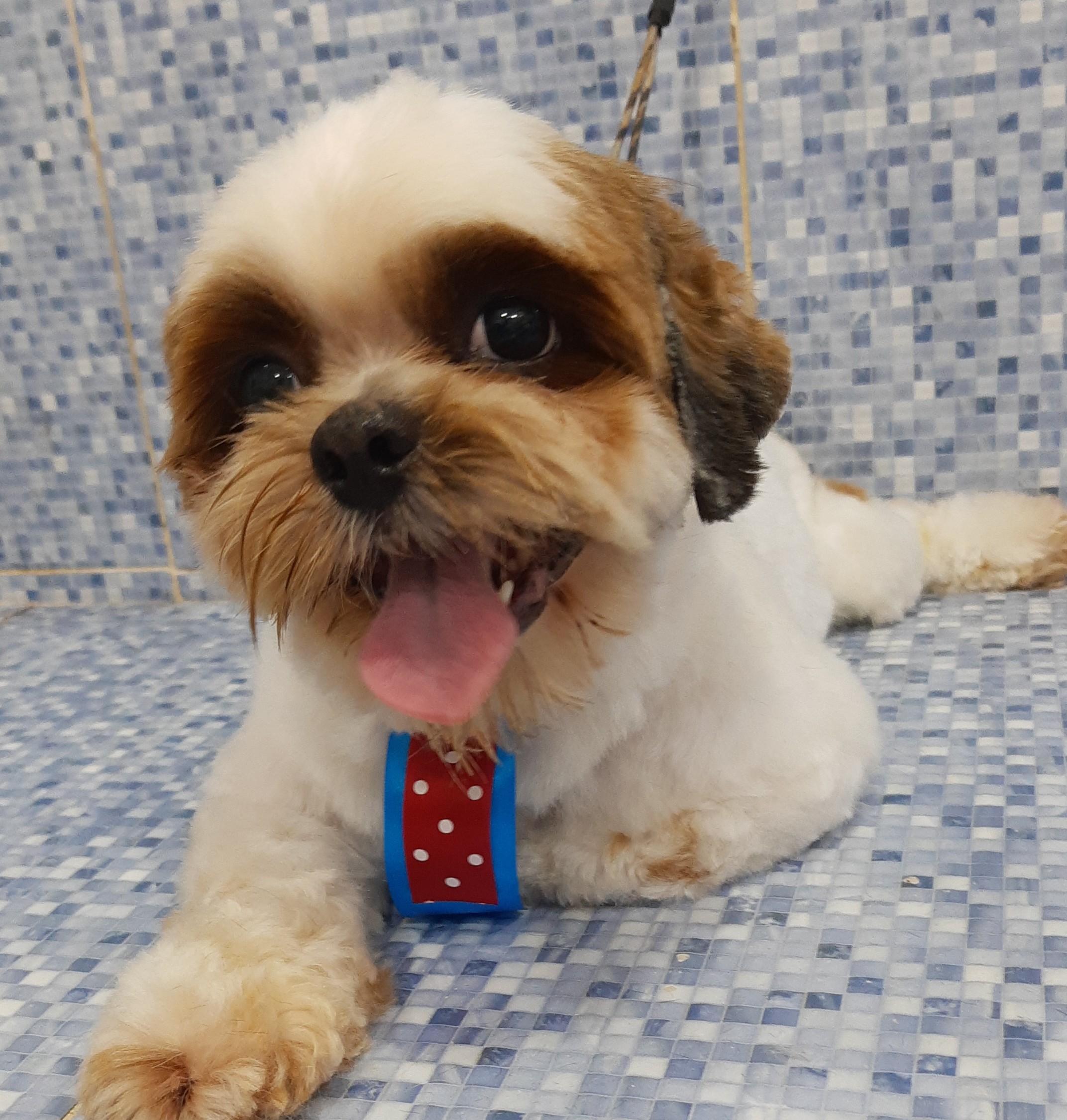 Pet - limpinhos
