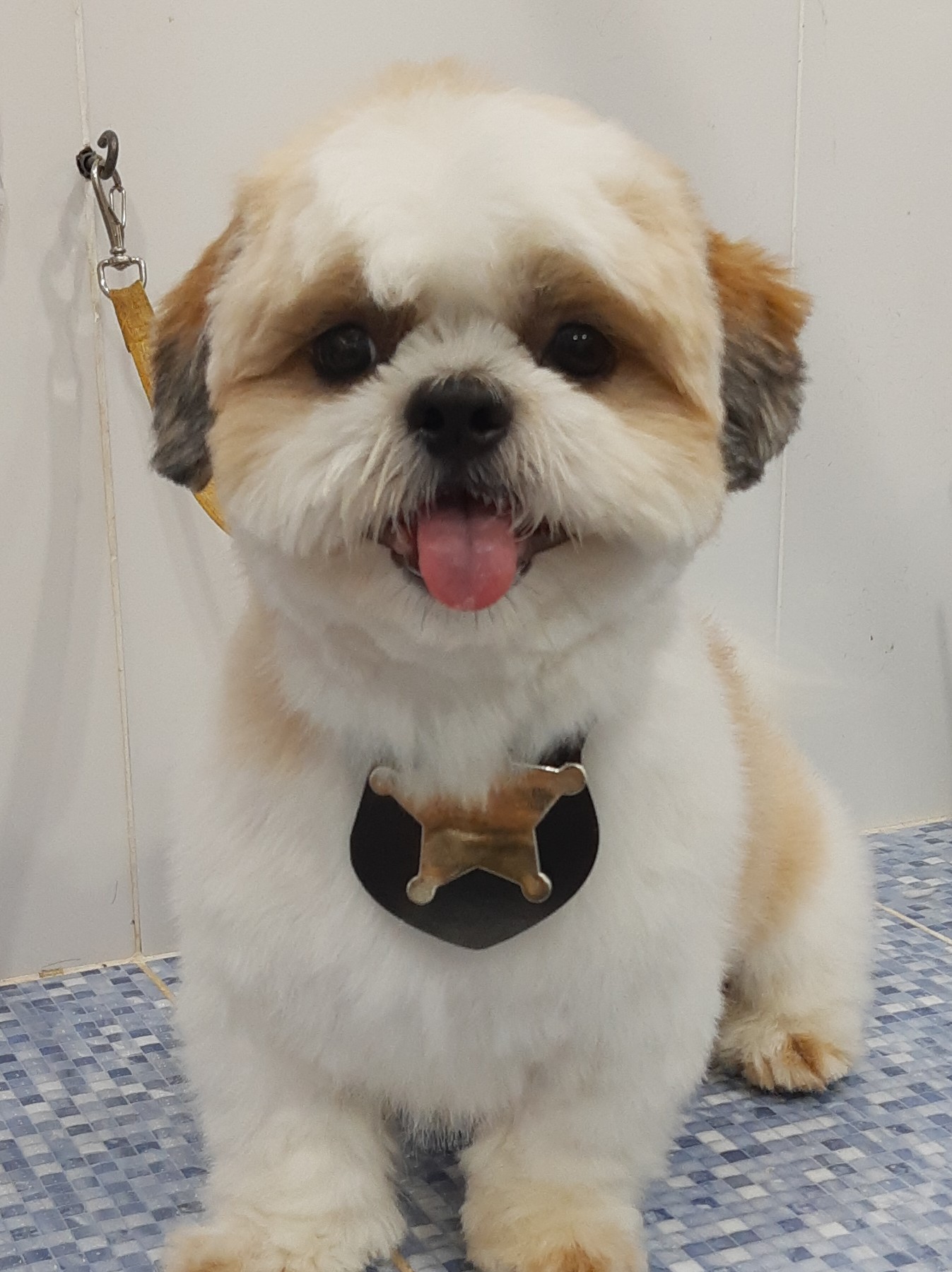 Pet - limpinhos