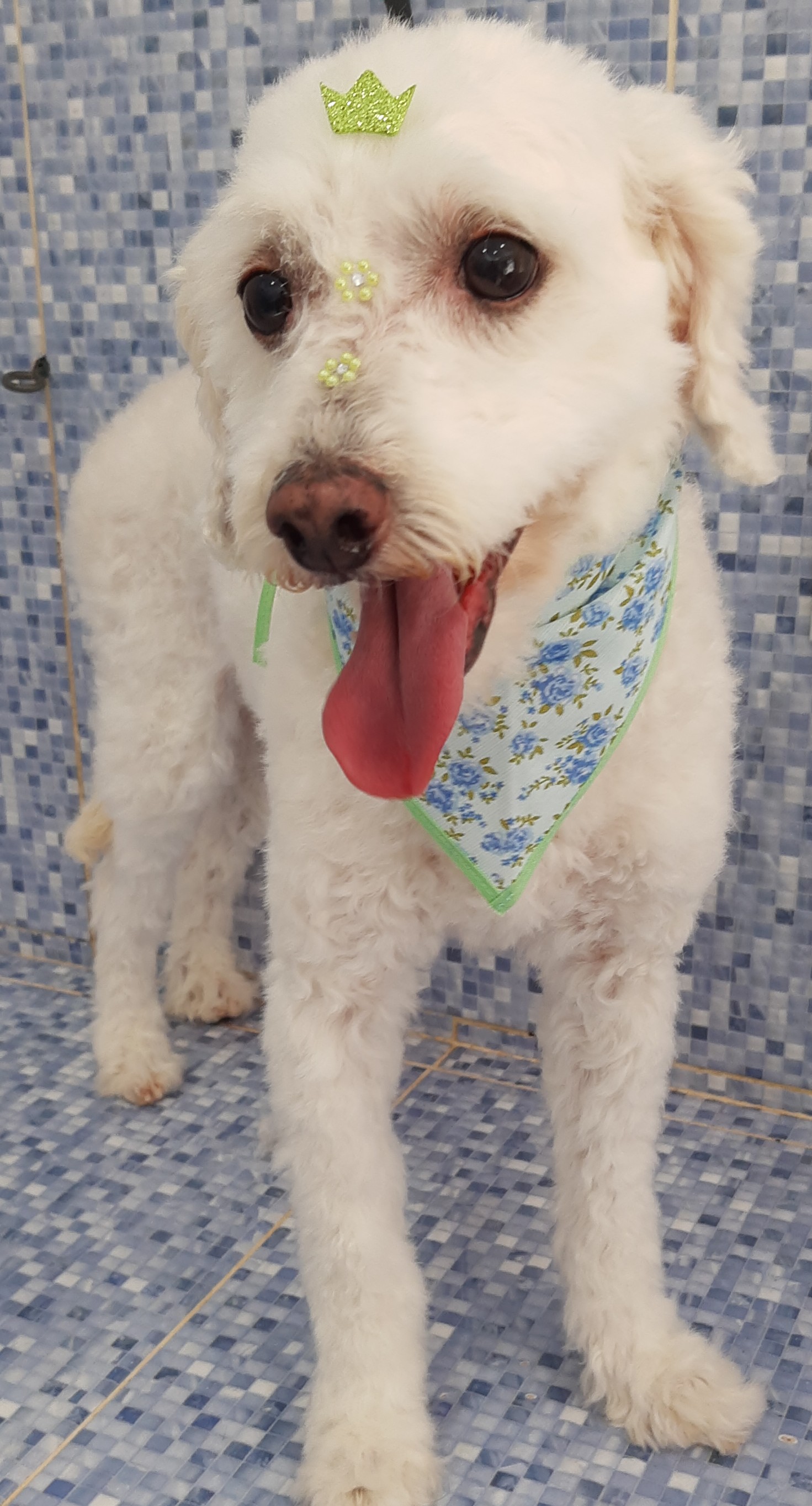 Pet - limpinhos