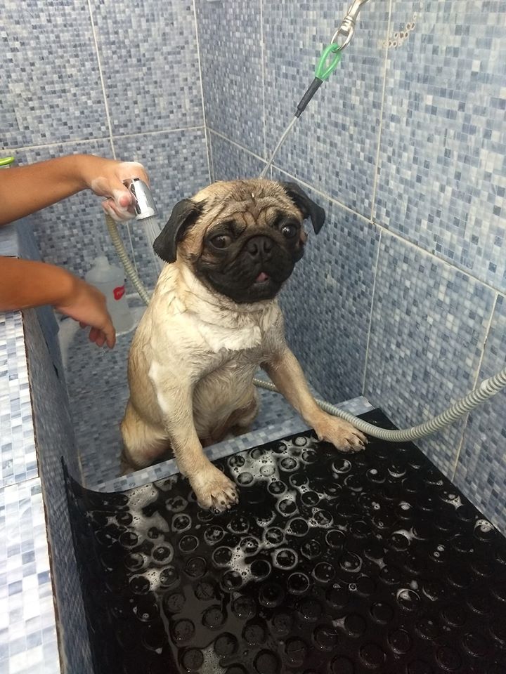 Pet - limpinhos