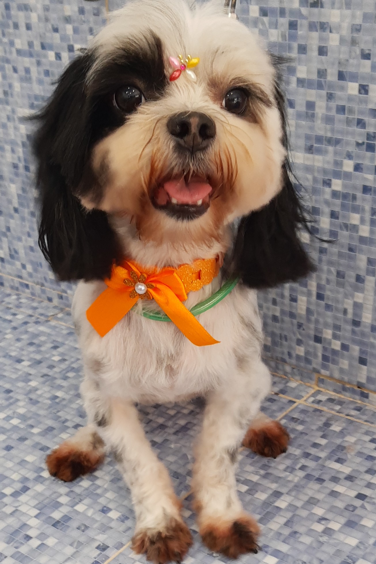 Pet - limpinhos