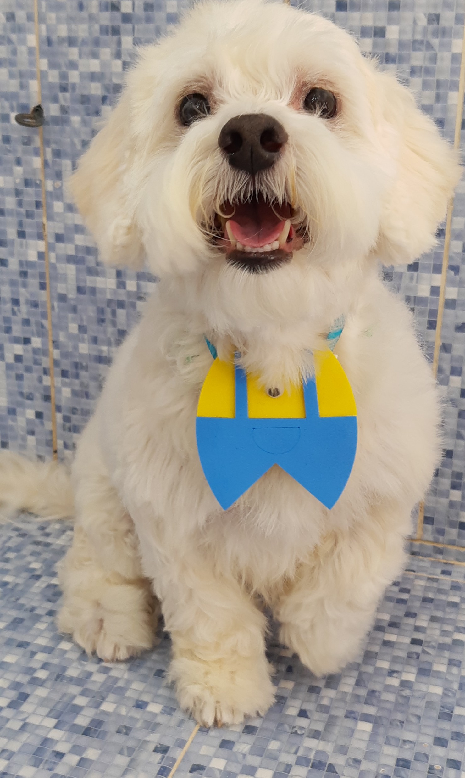 Pet - limpinhos