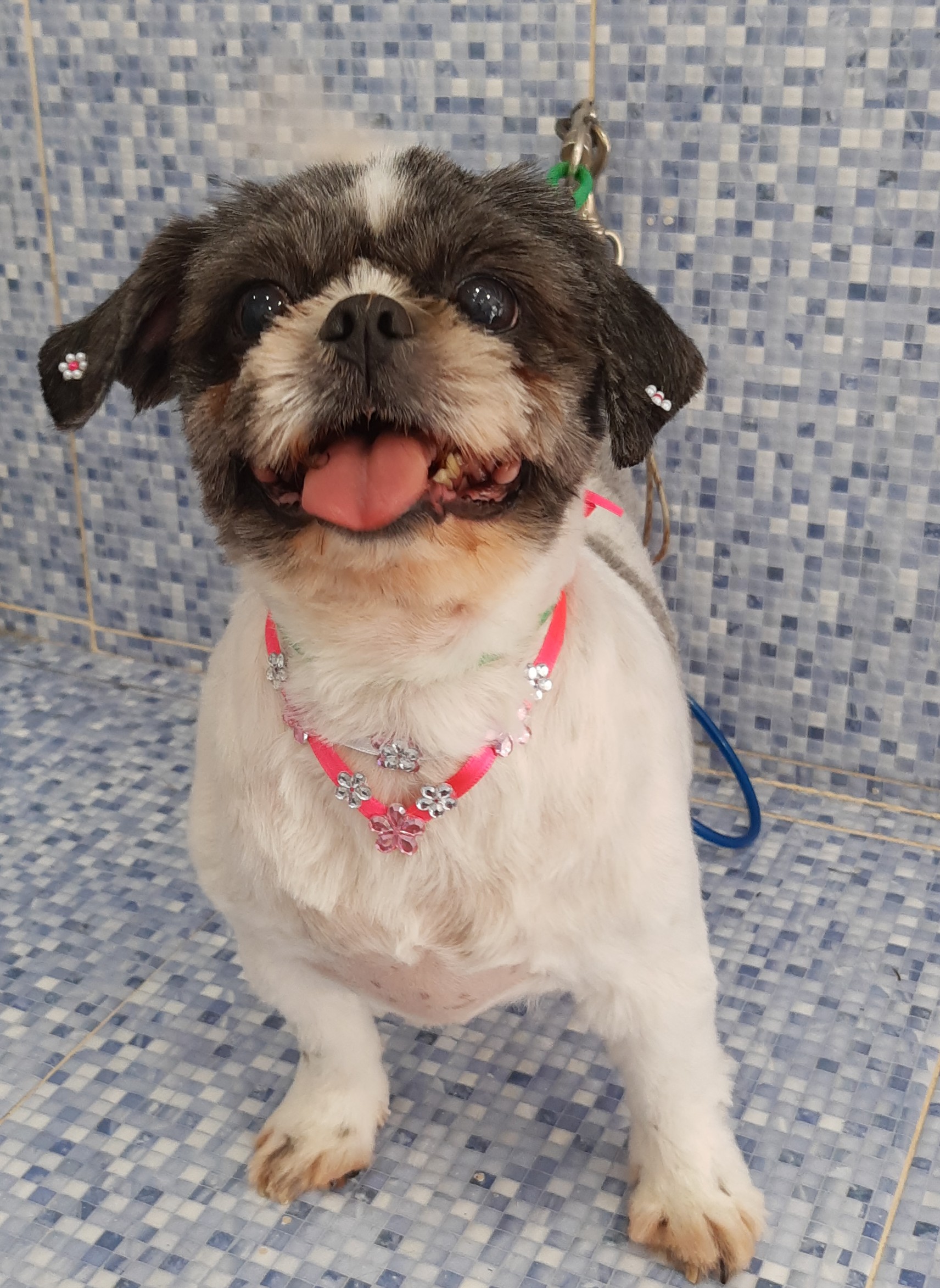 Pet - limpinhos